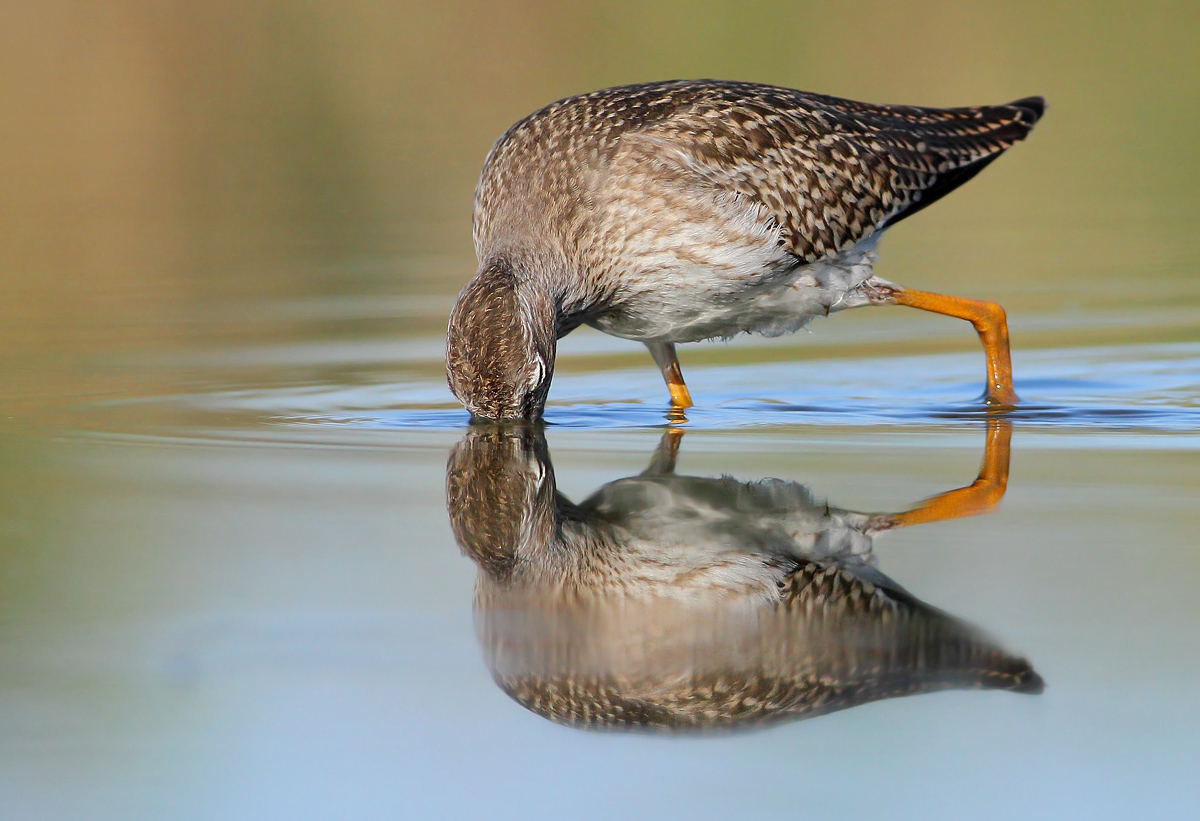 Redshank