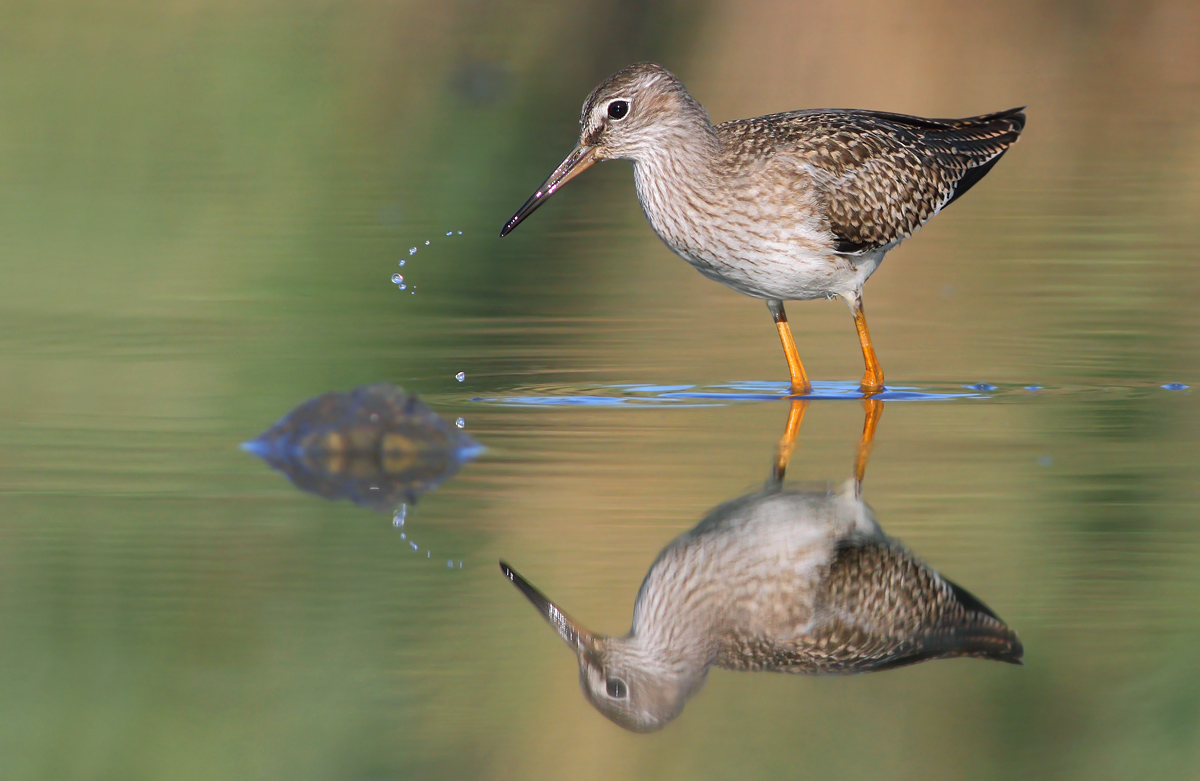 Redshank