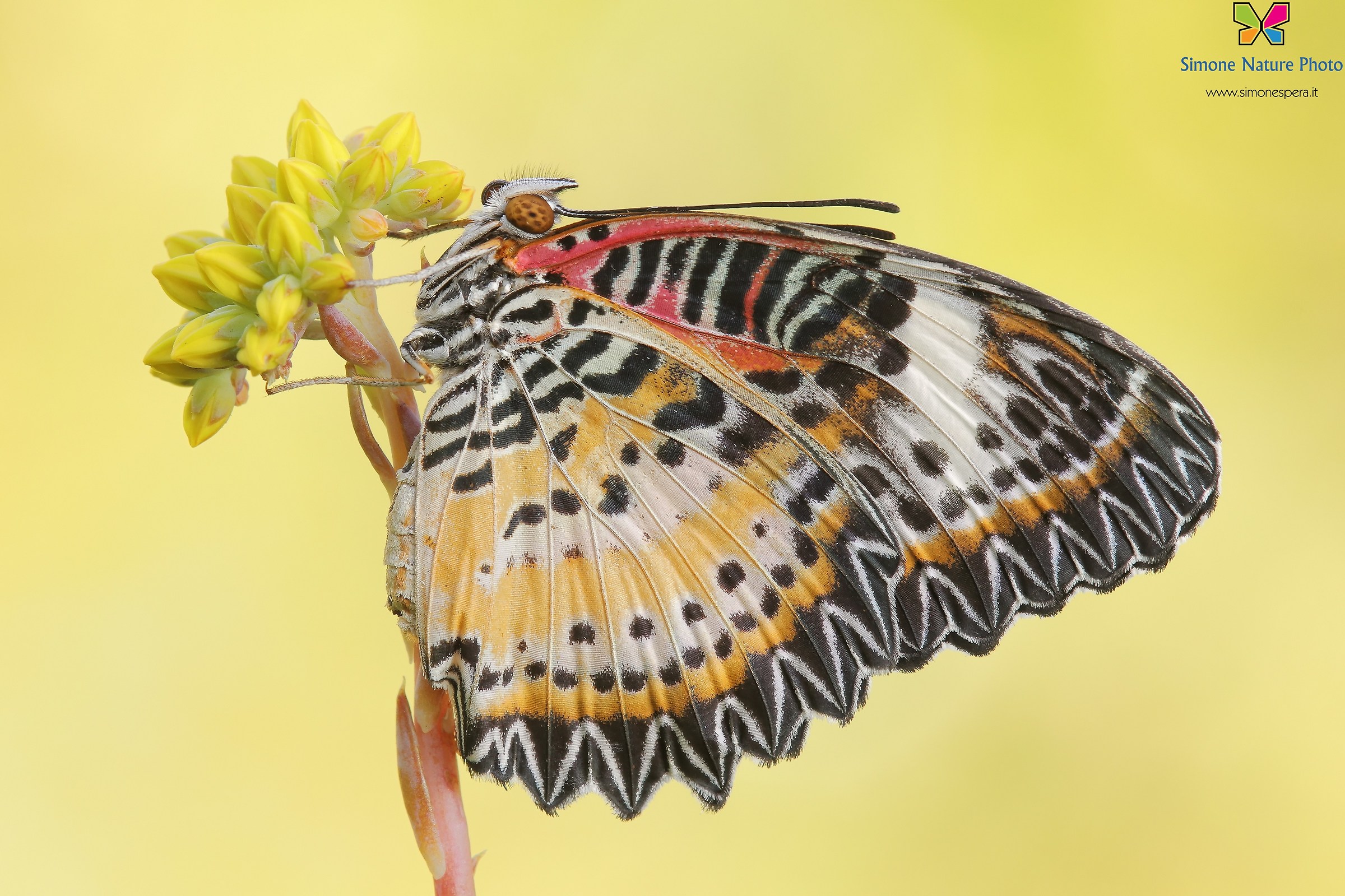 Cethosia Cyane......