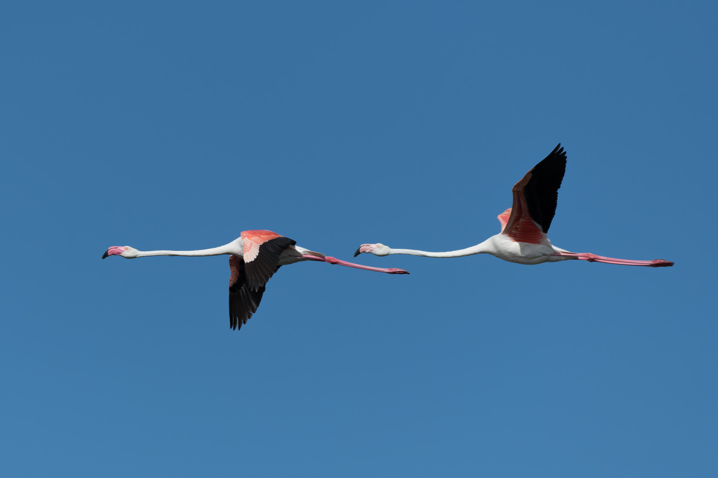 Couple of flamingos