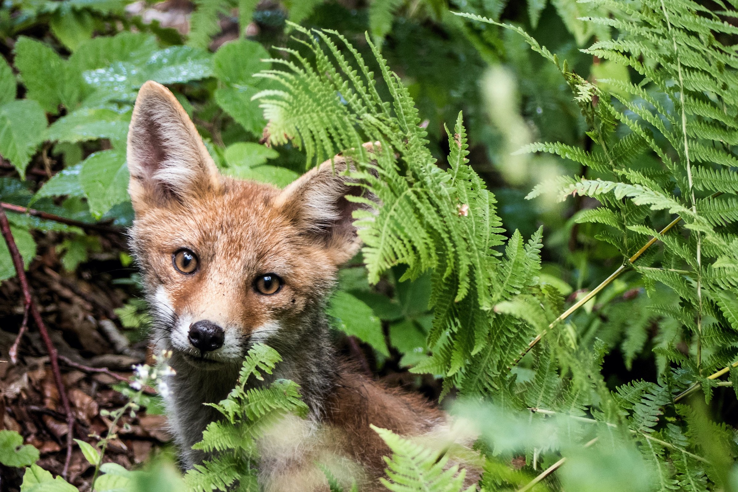 Unexpected encounters