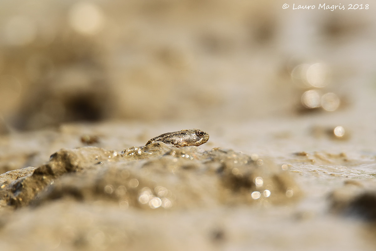 In the middle Stage 1