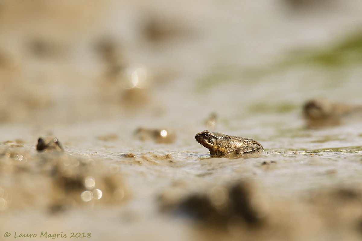 In the middle Stage 2