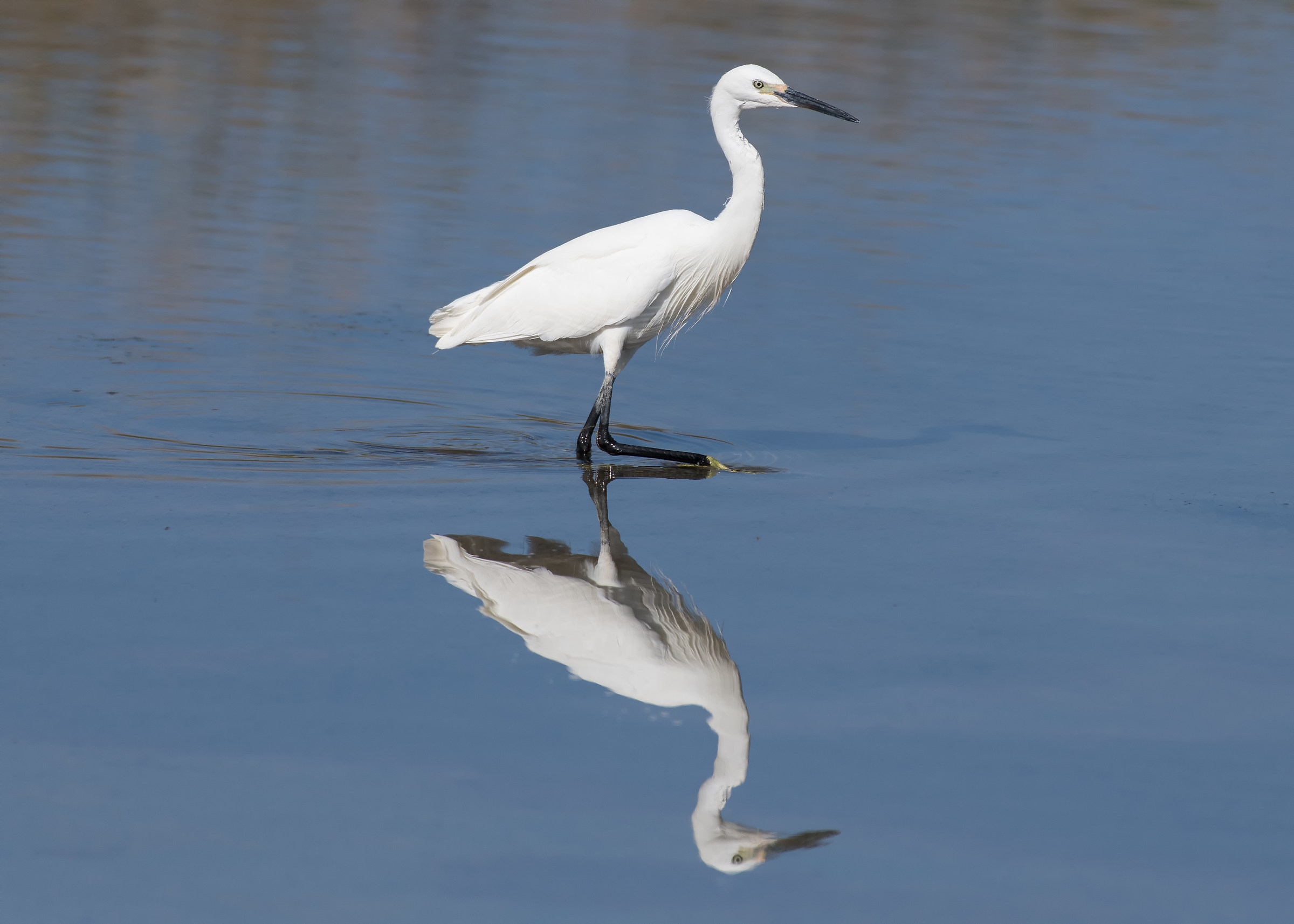 Egret