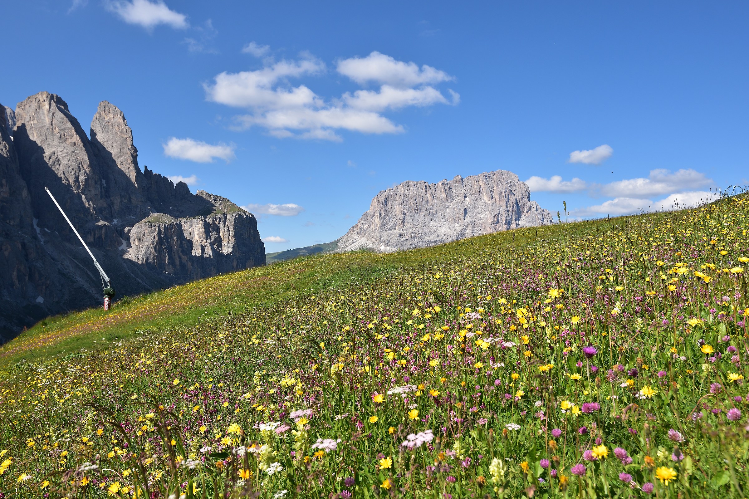Check out the Sallolungo from the flowers