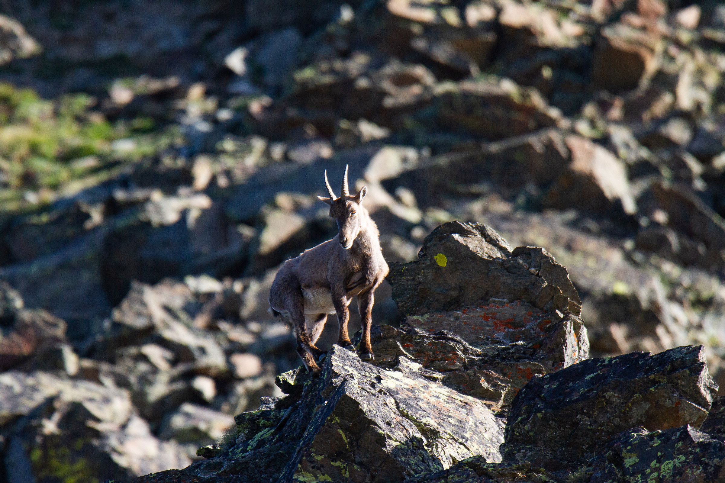 Young Ibex