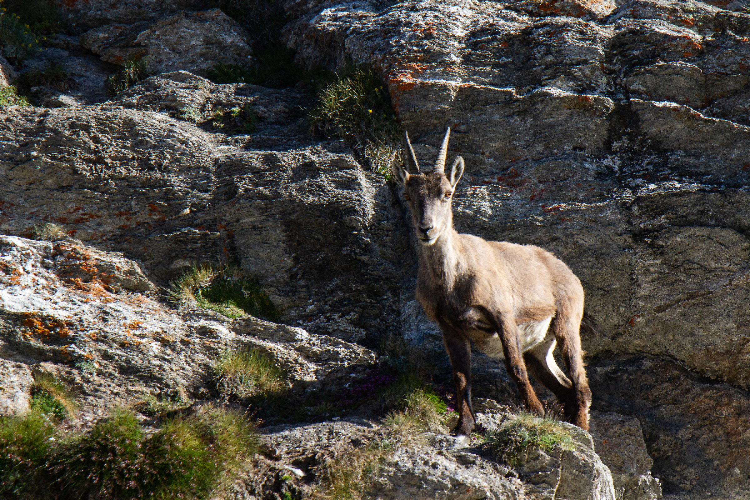 Young Lonely Ibex