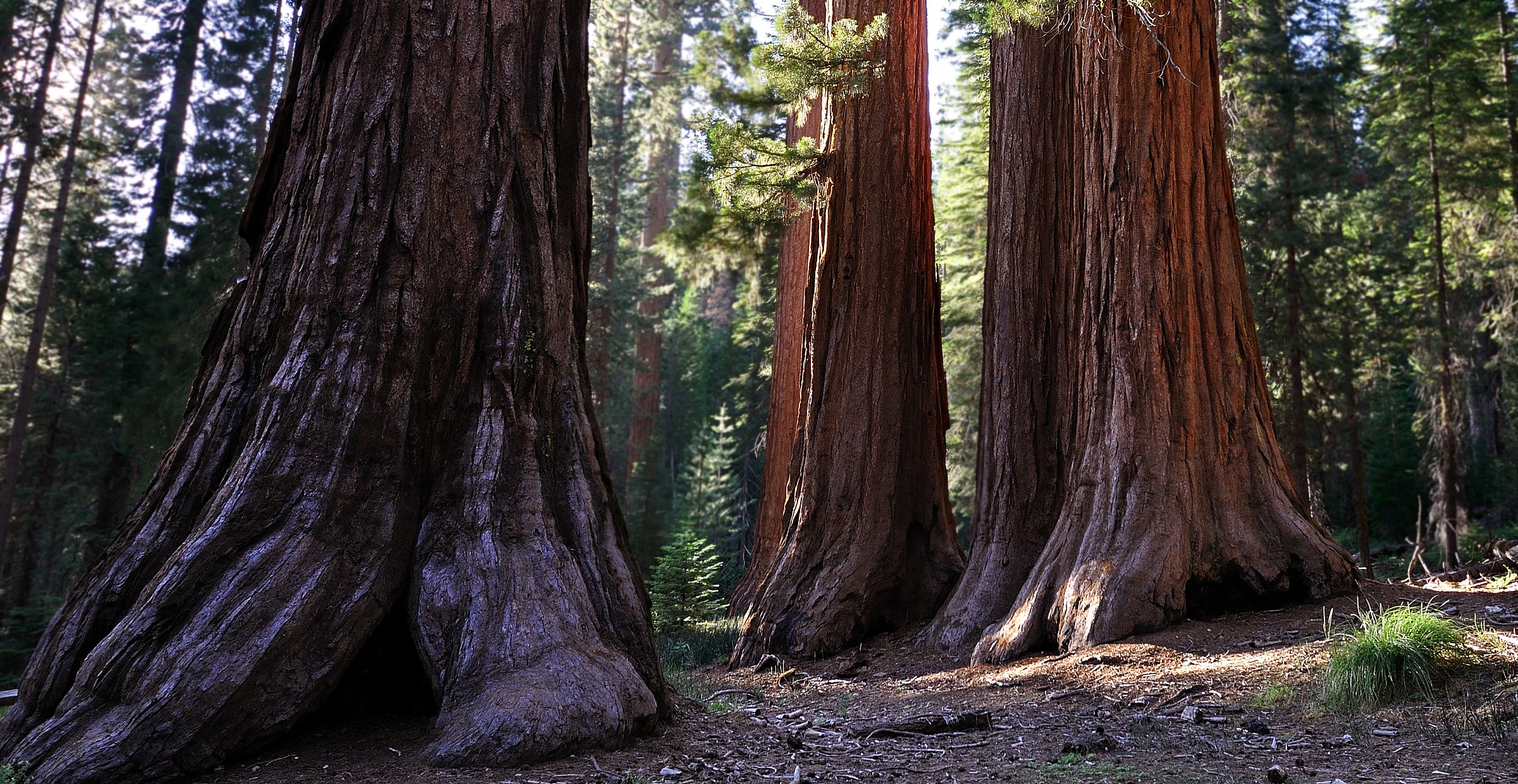 Sequoie giganti