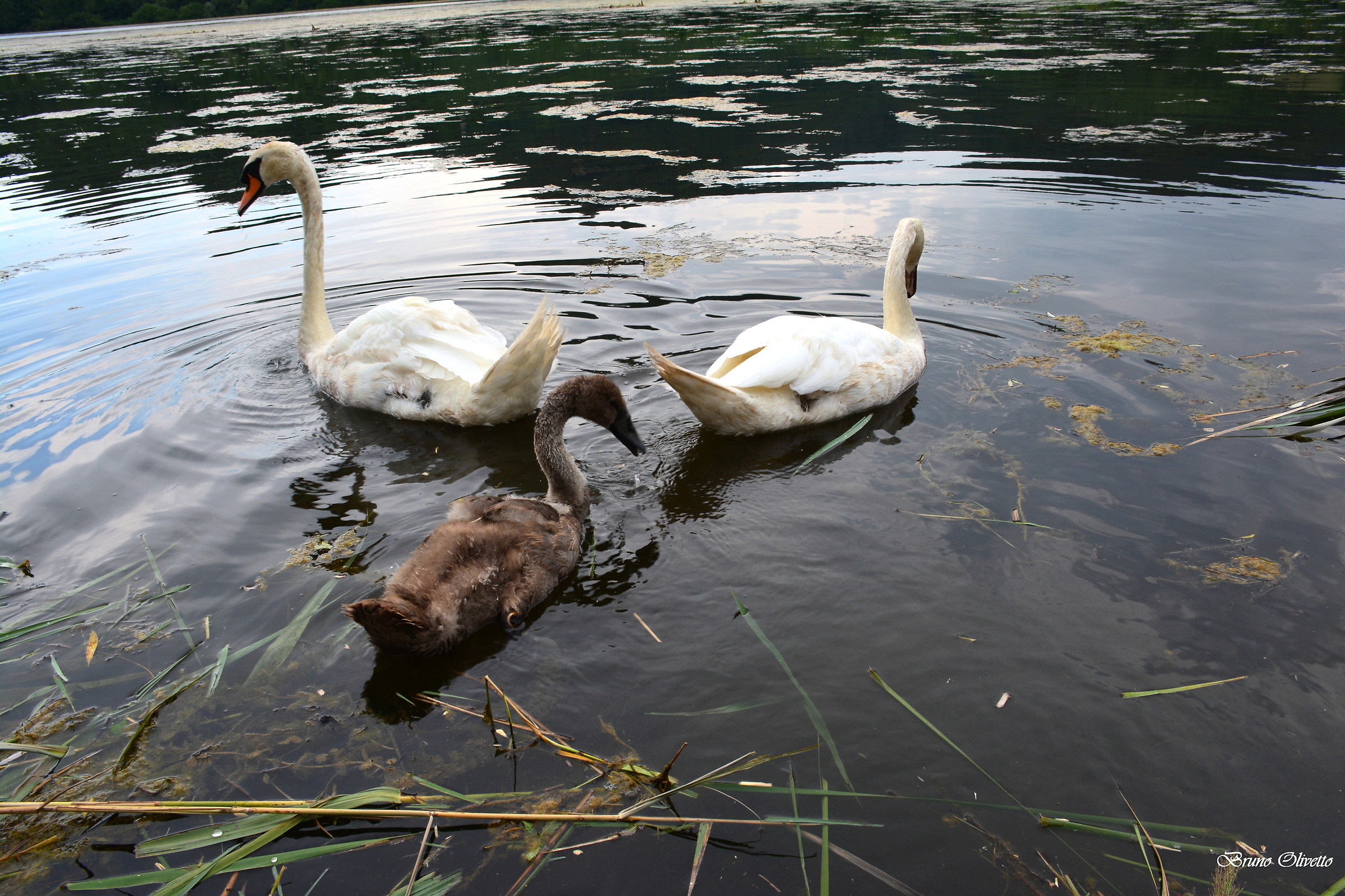 Family of Swans