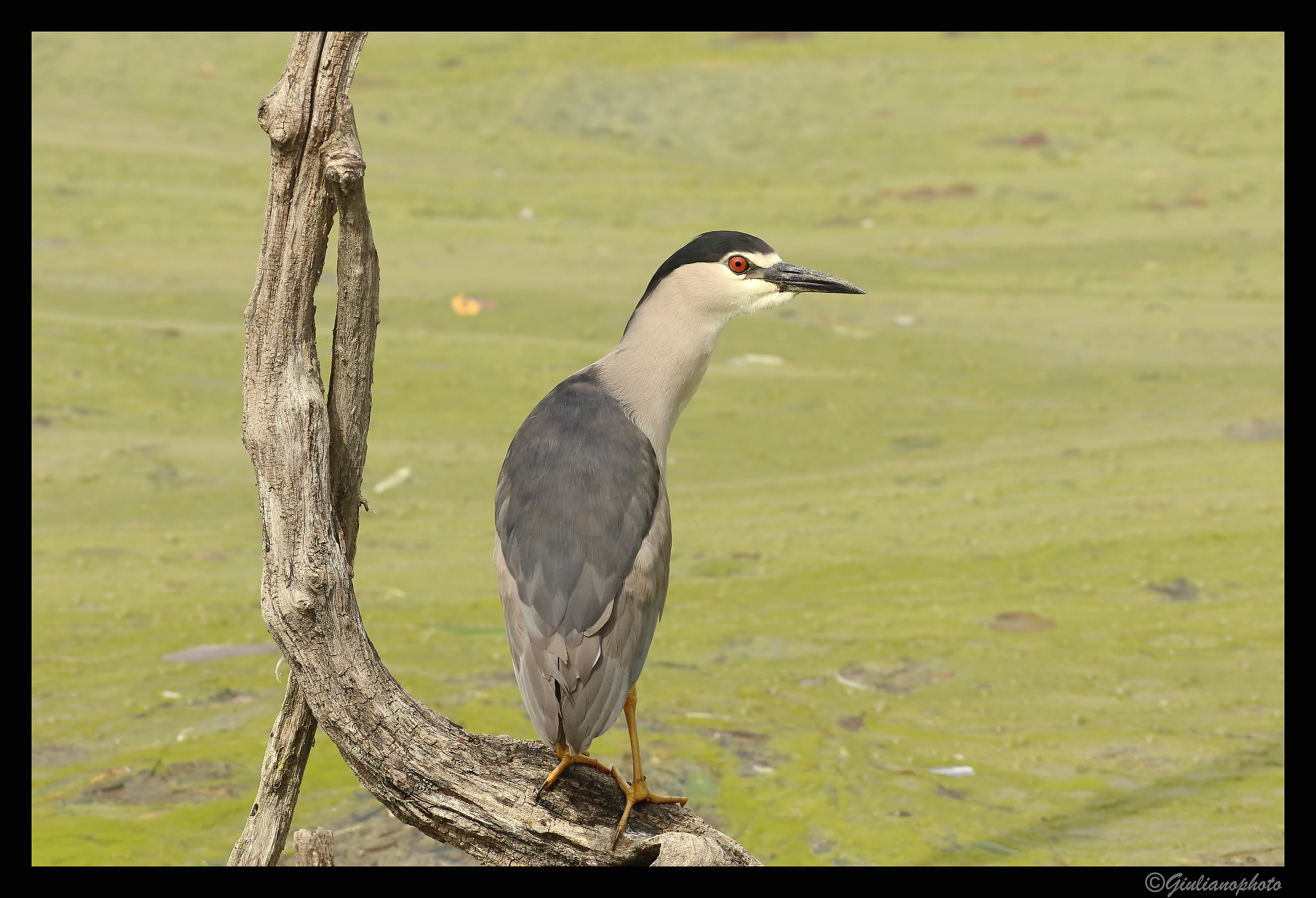 Night Heron