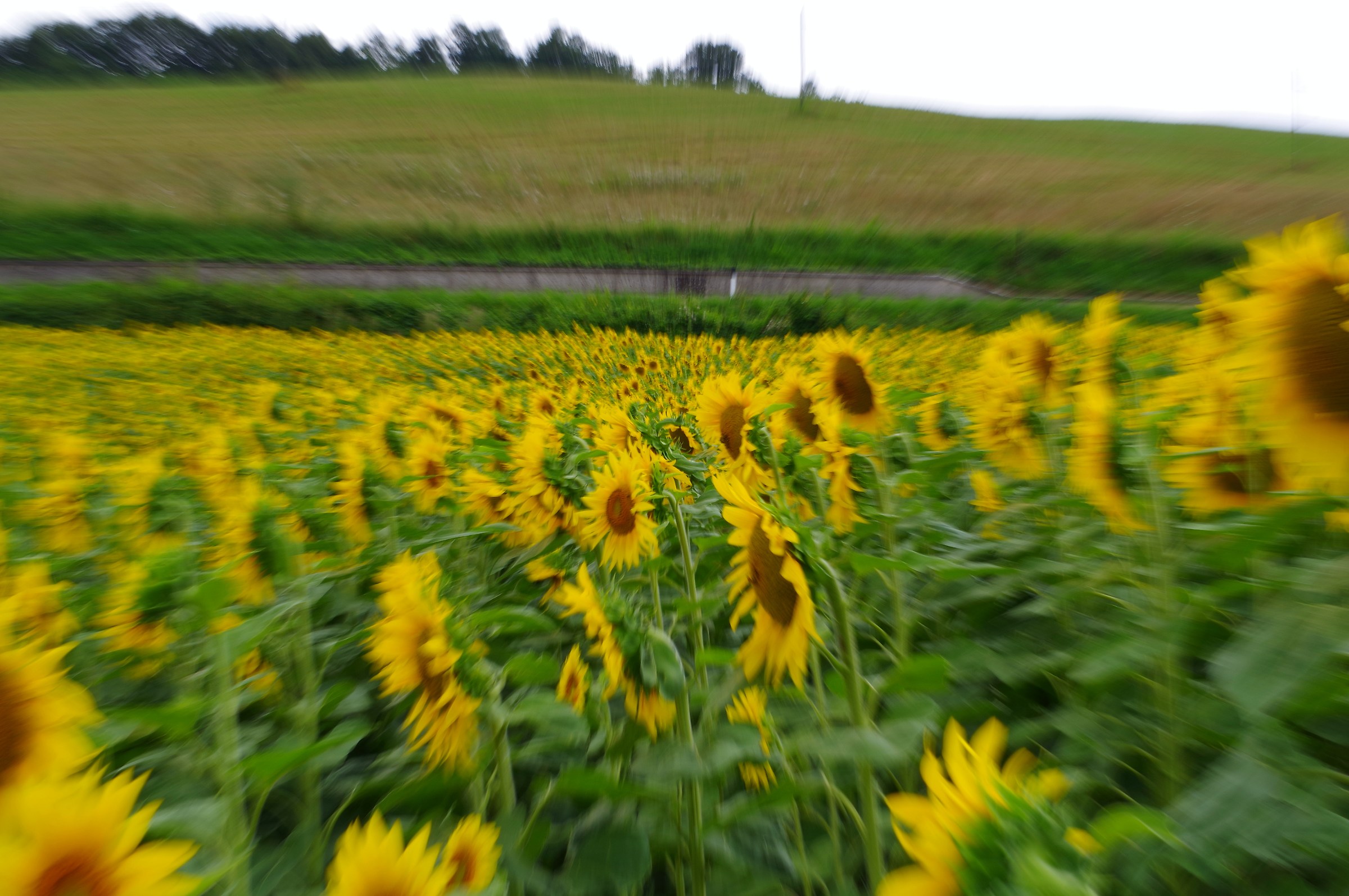 Whirl of Sunflowers