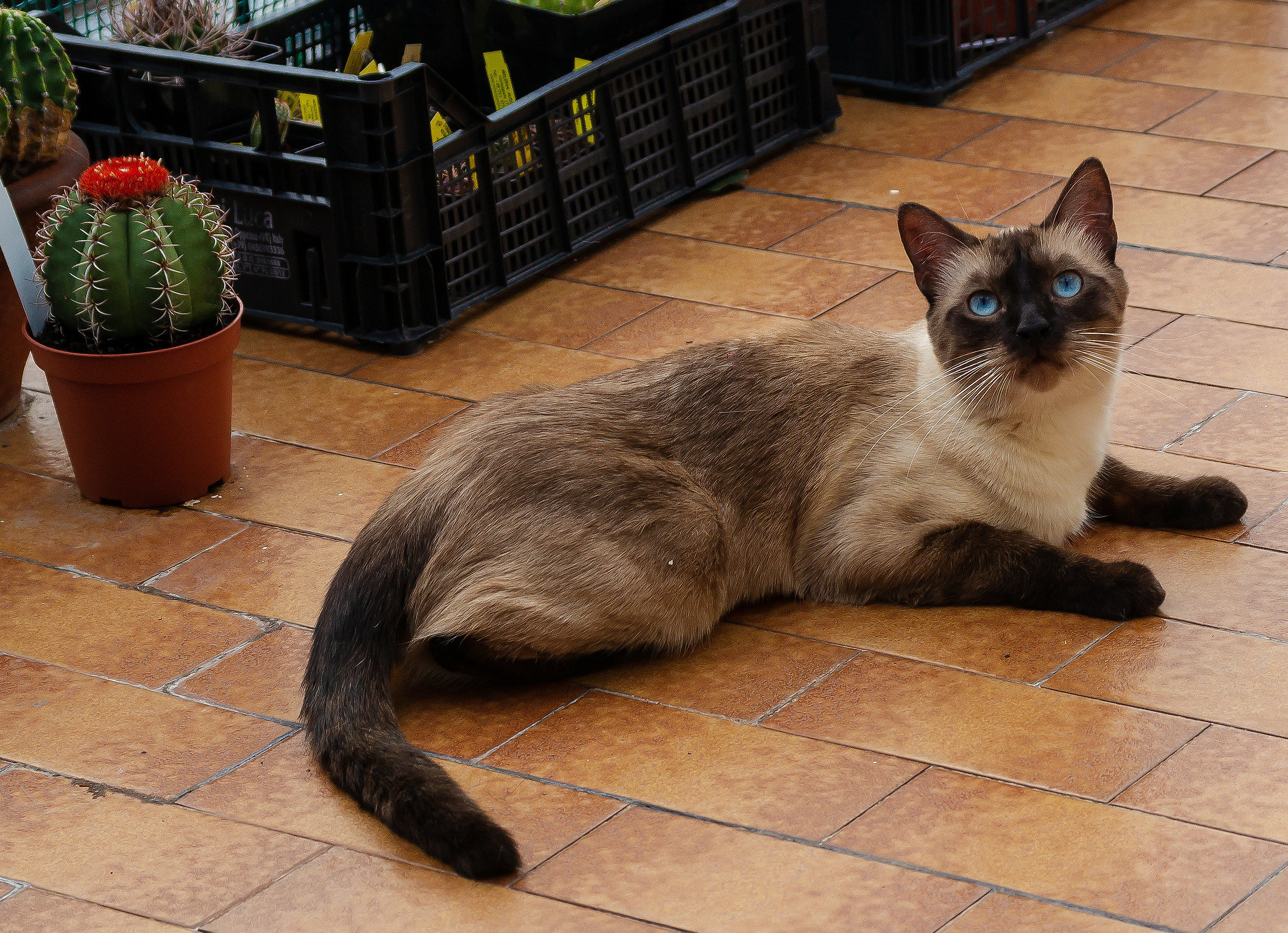 Arturo rests in Terrace