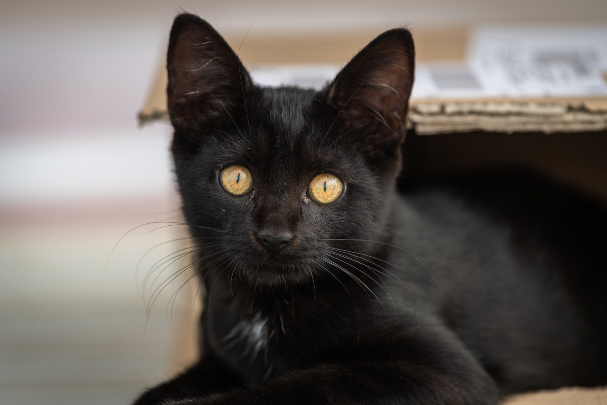 Kitten in Box