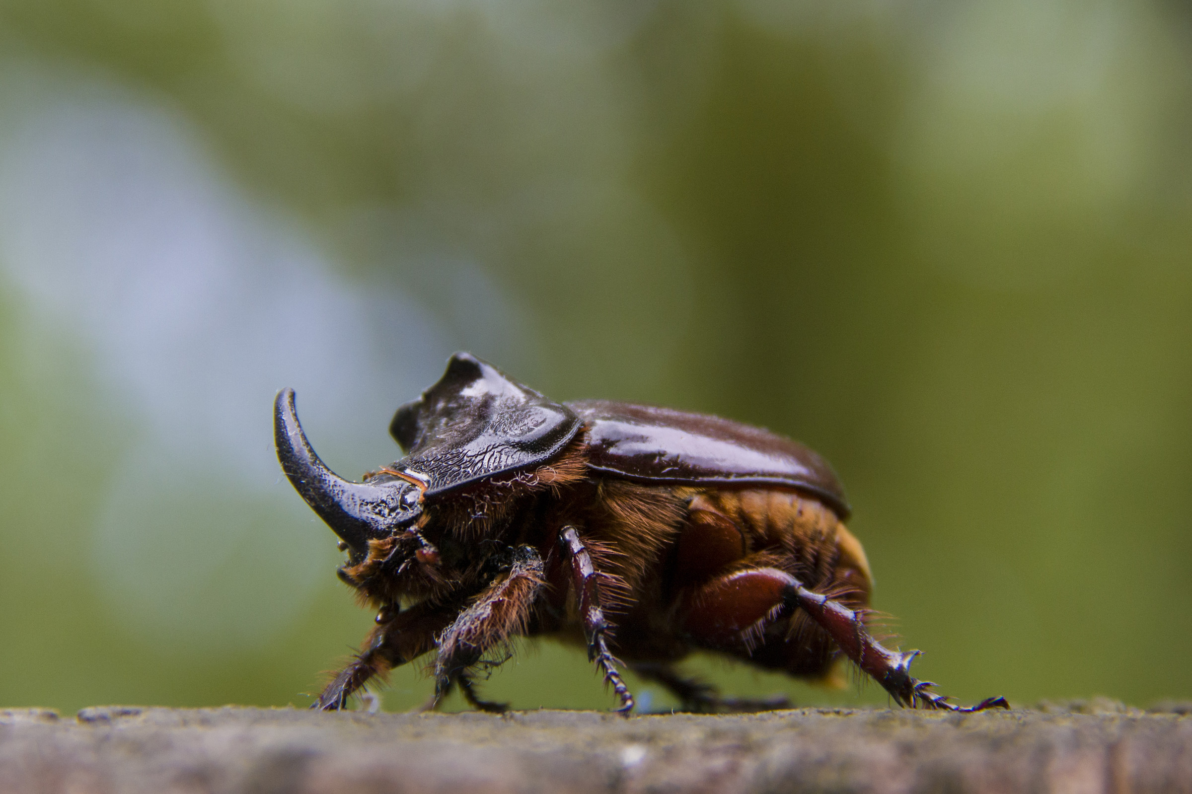 Rhinoceros beetle