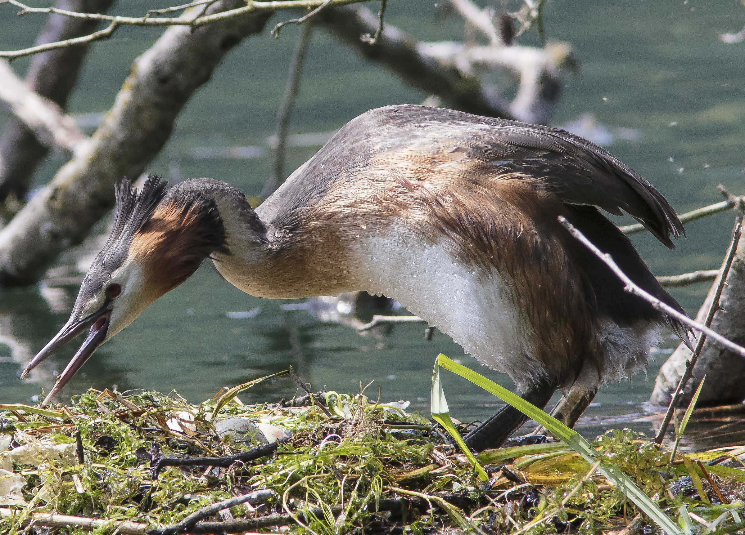 Major Crested Grebe
