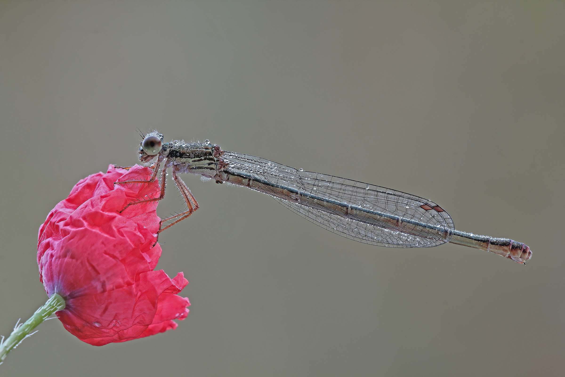 A flower and a gentle damsel