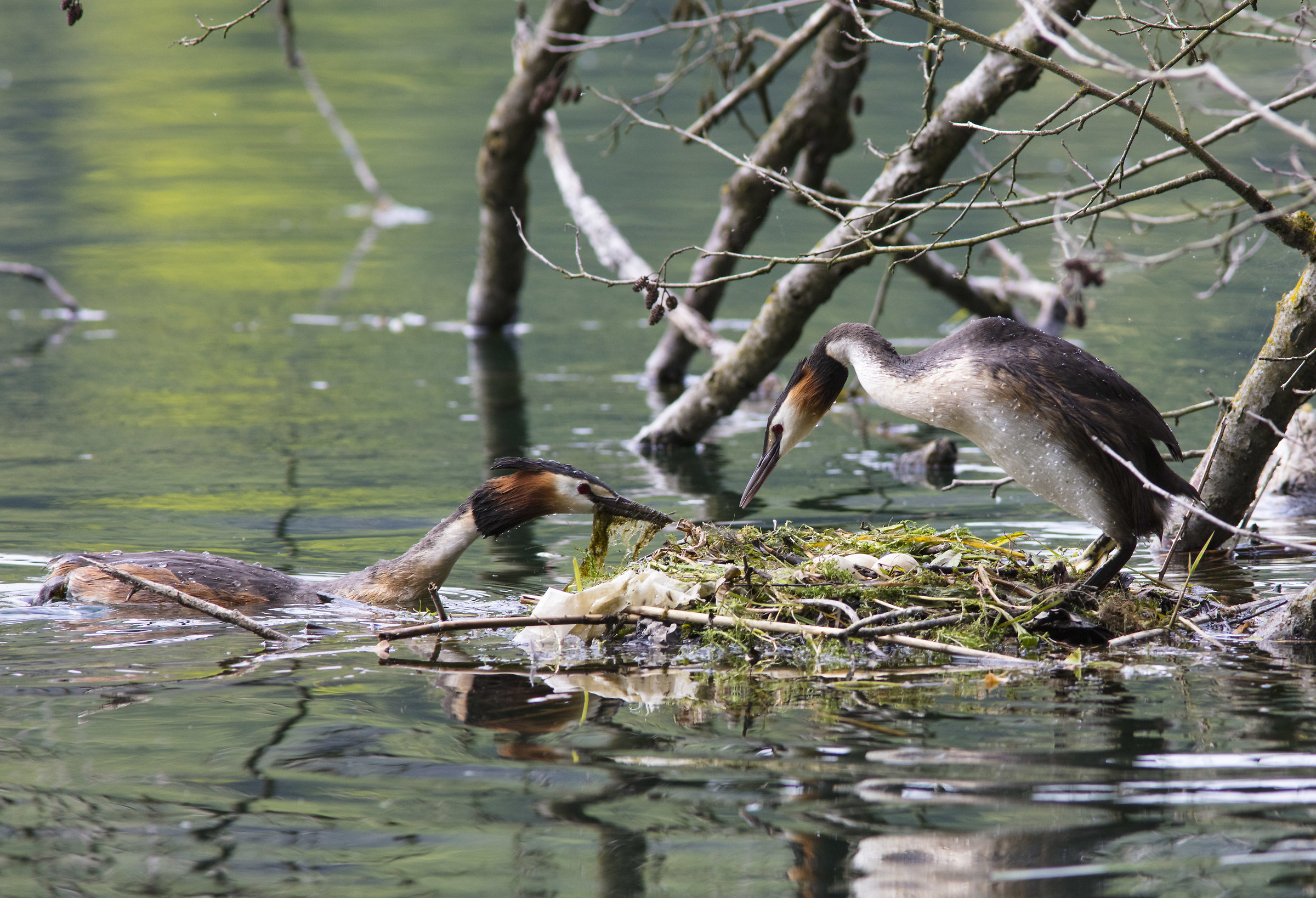 Major Crested Grebe
