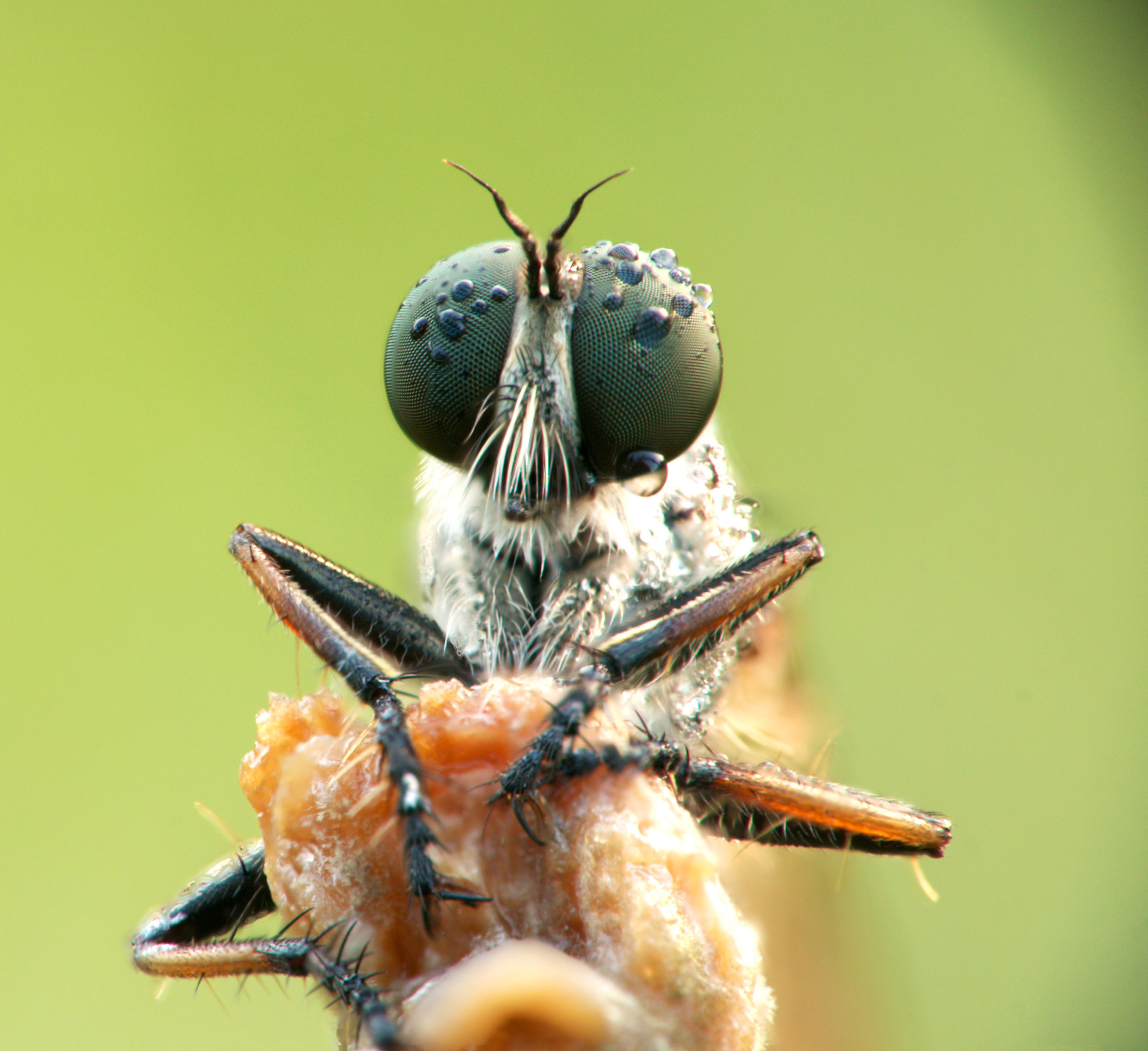 Hymenoptera (I think)