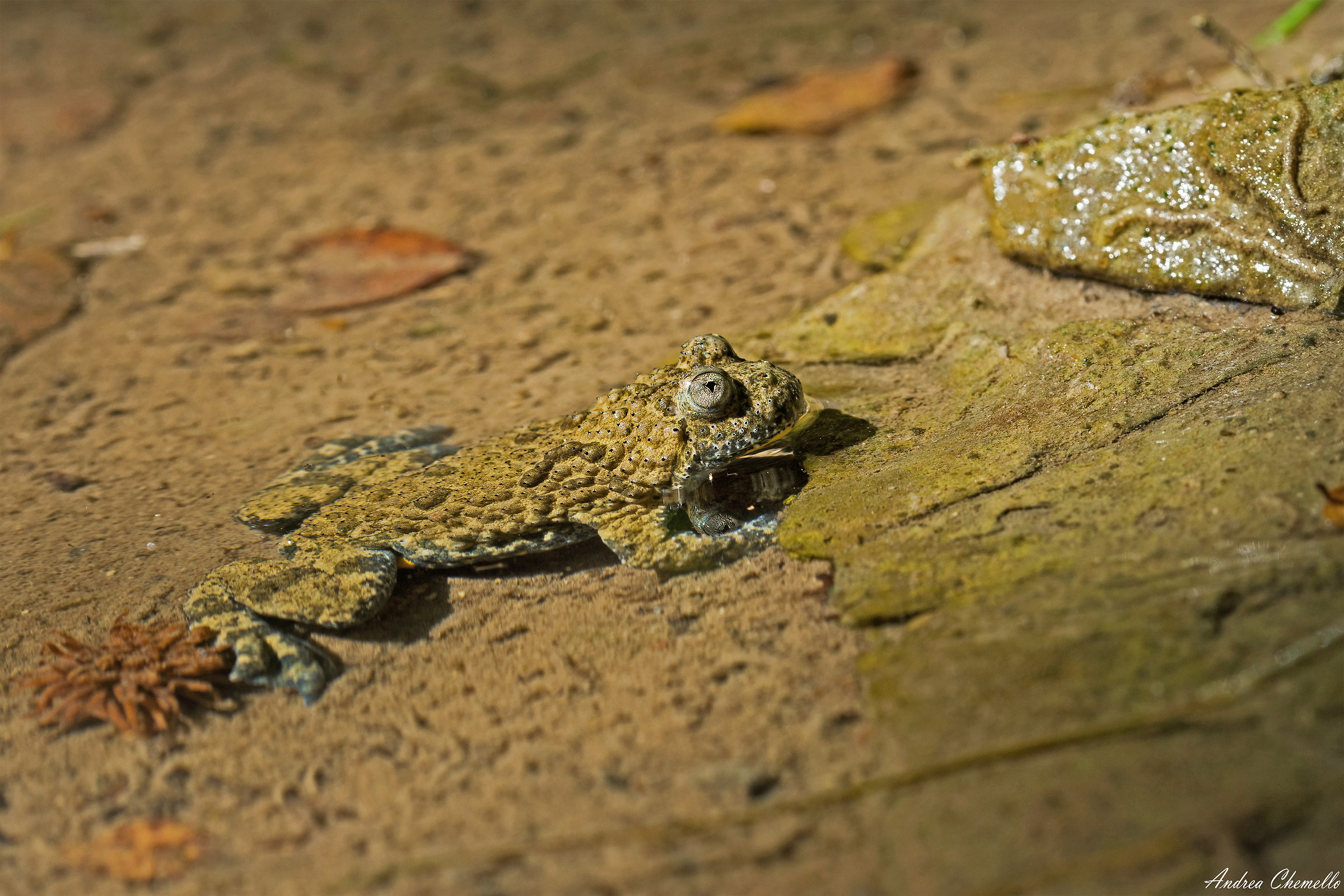 Apennine Ululone (Bombina pachypus)
