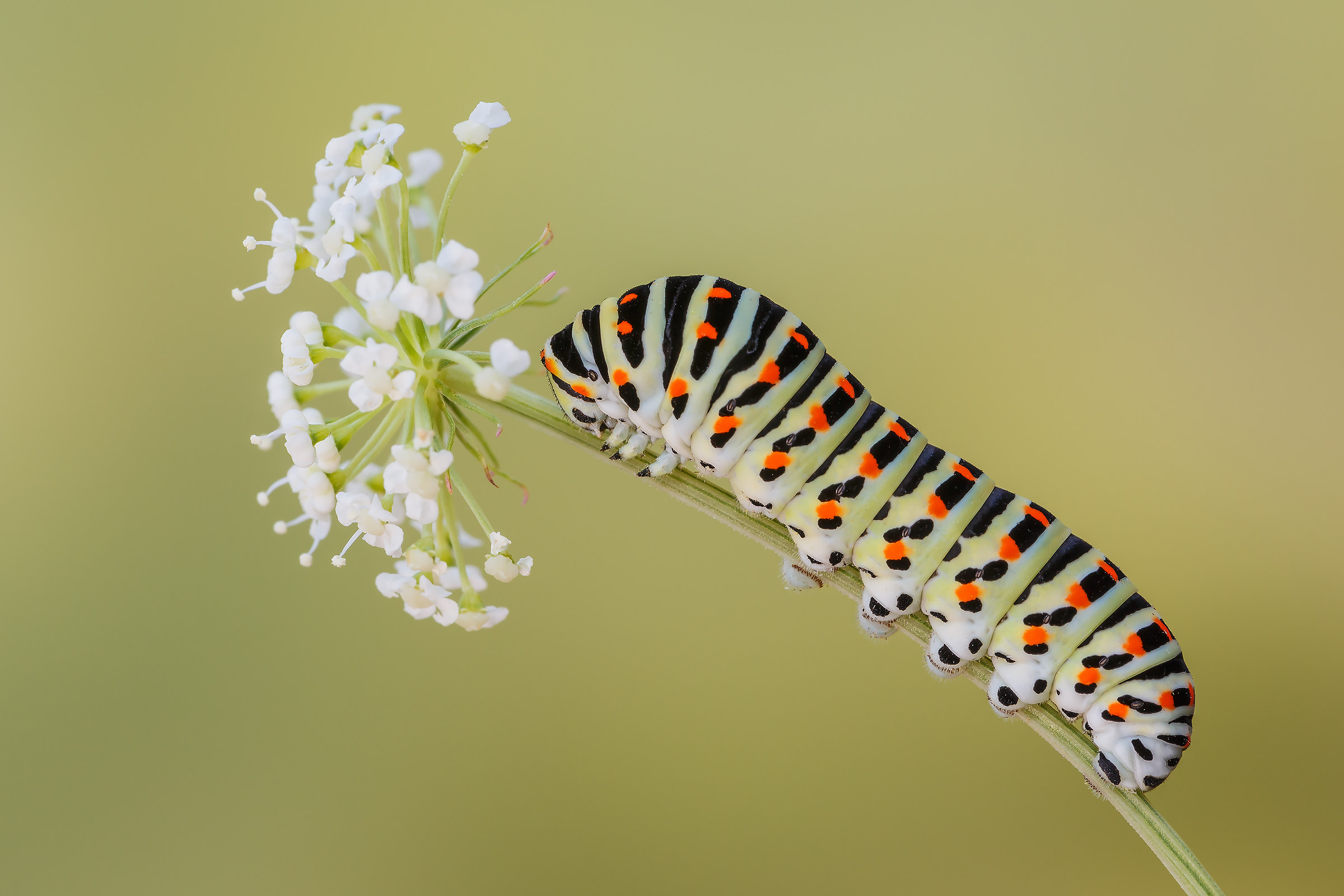 Macaone Caterpillar