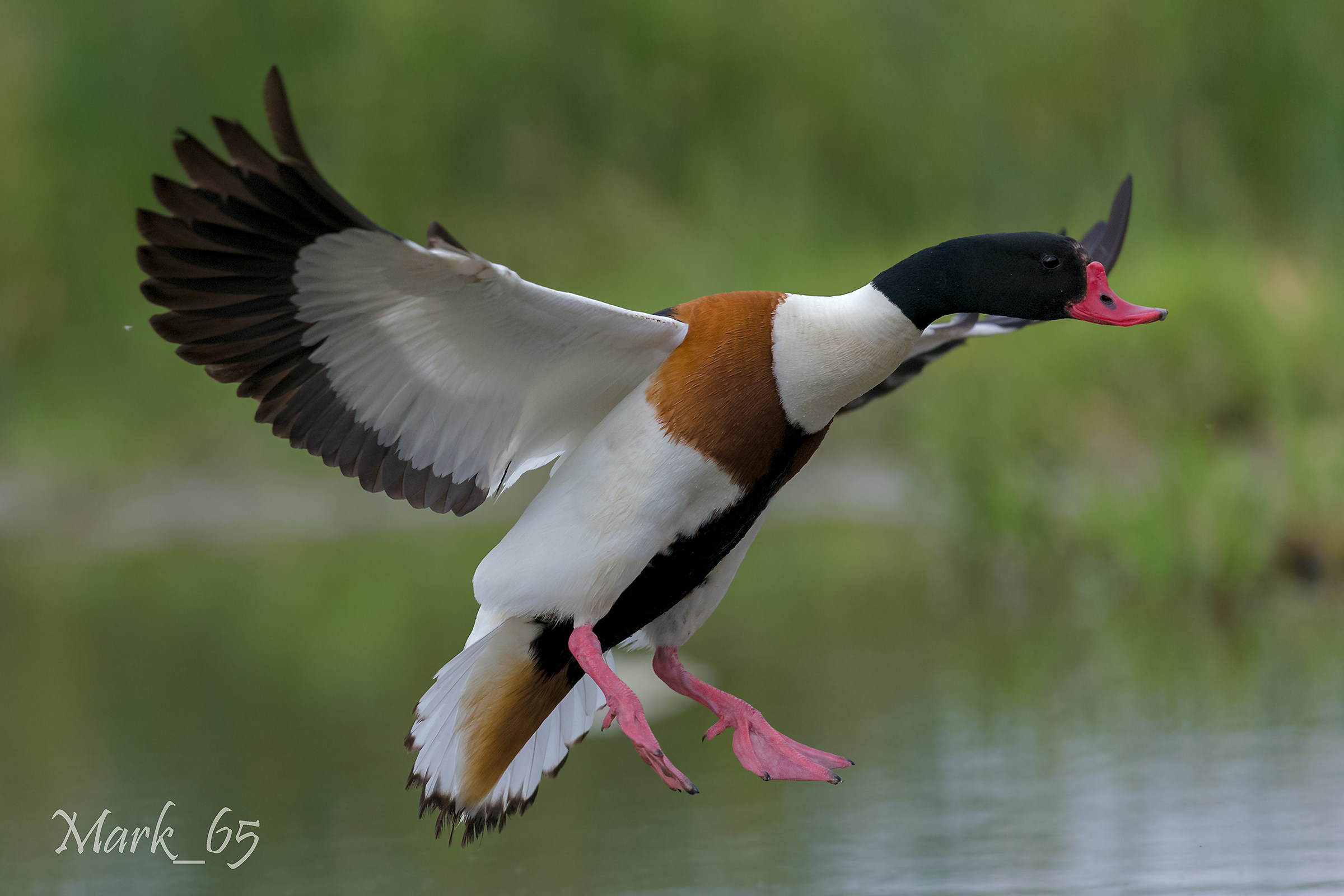 Common Shelduck
