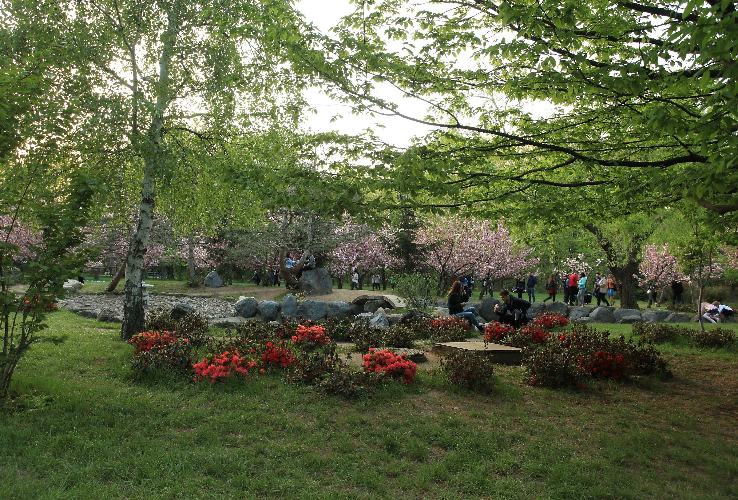 Japanese Garden in Bucharest April 2018