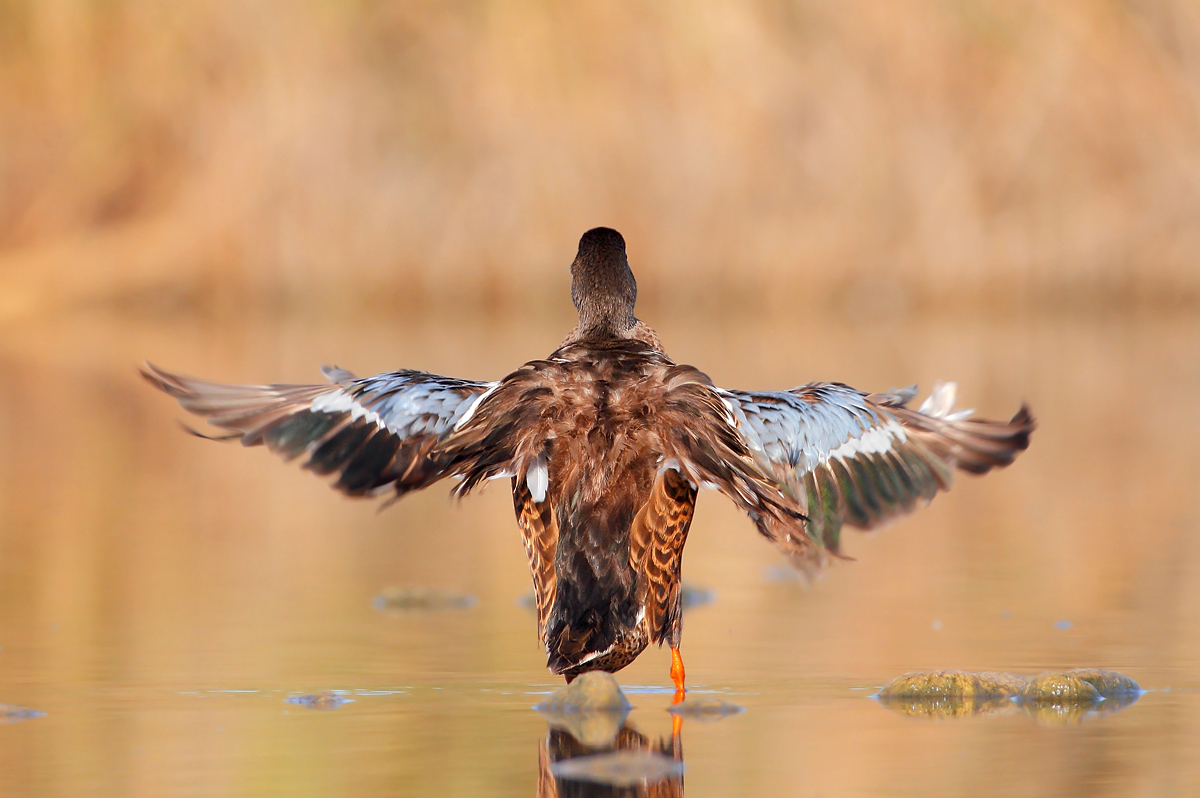 Northern Shoveler