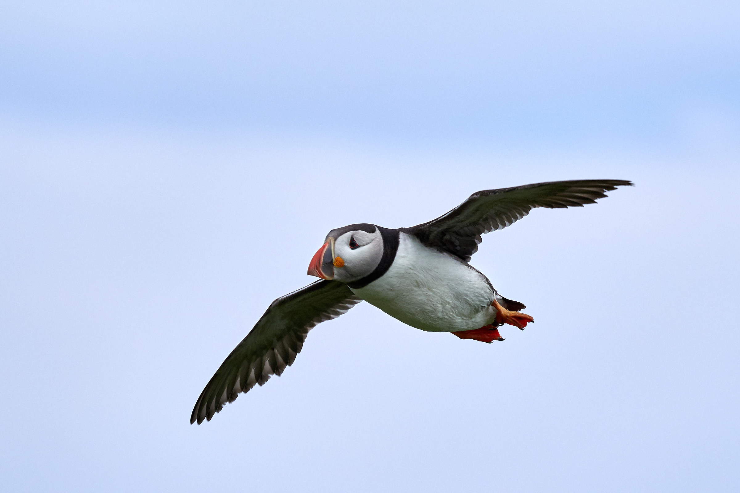 Atlantic Puffin