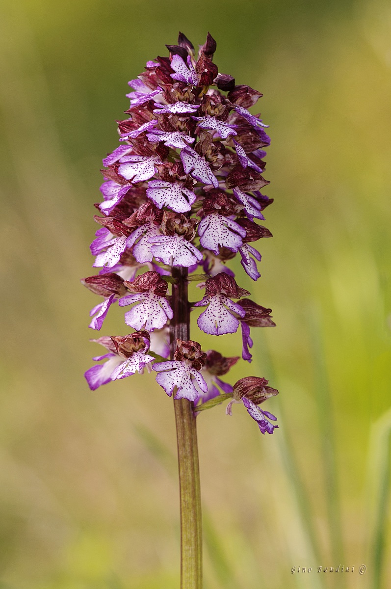 Orchis purpurea 2
