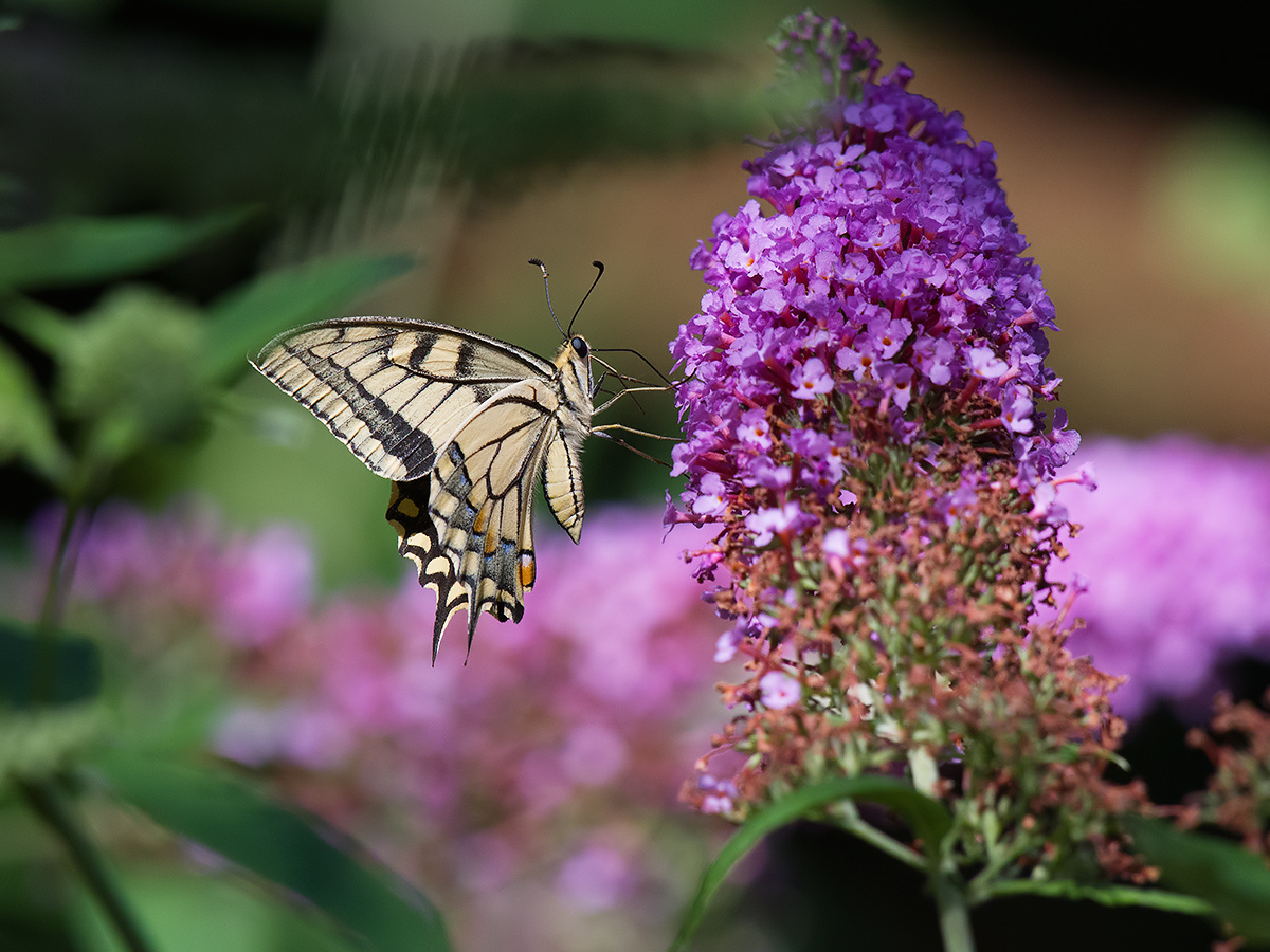Macaone on Buddleja Bloom