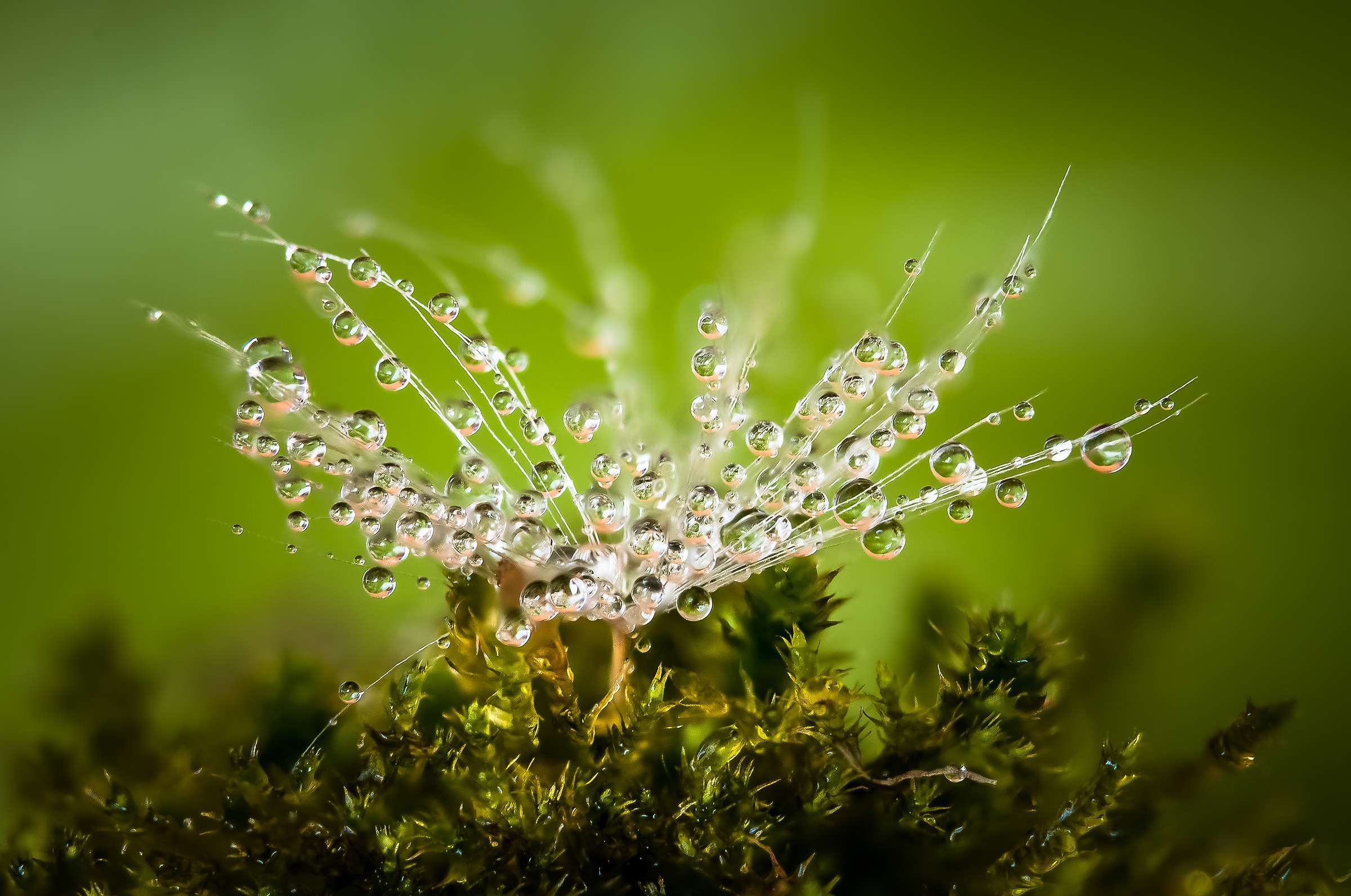 Drops Flowers Gocce Fiori Riflessi Mario Nicorelli