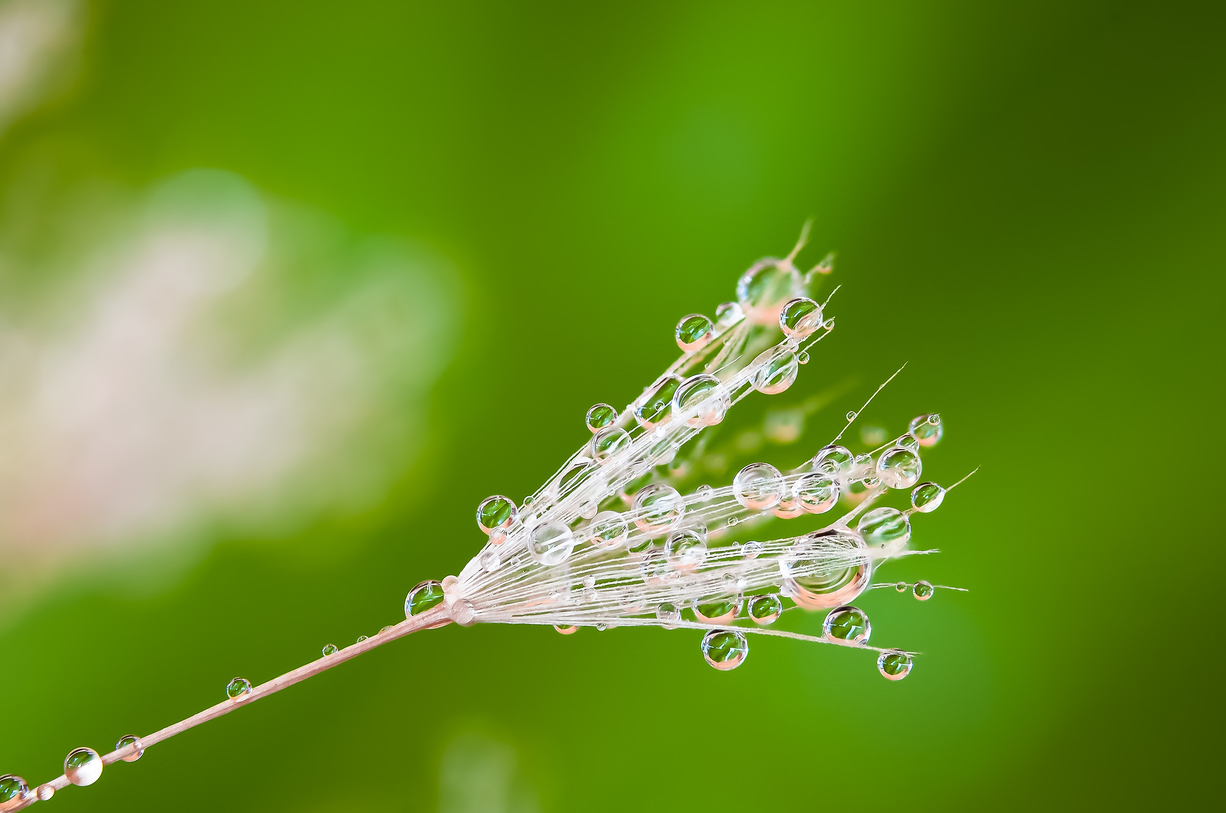 Drops Flowers Gocce Fiori Riflessi Mario Nicorelli