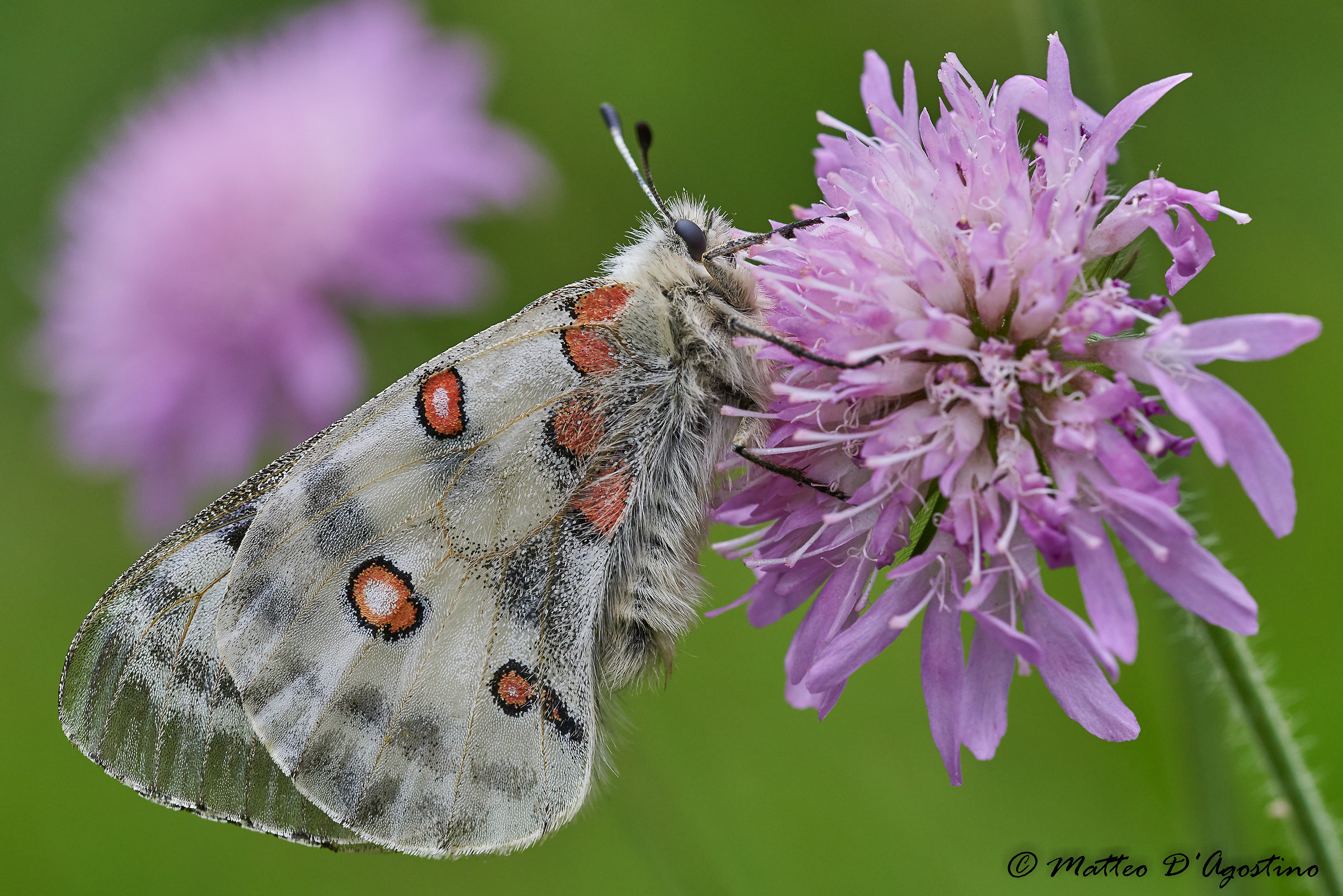 Parnassius apollo
