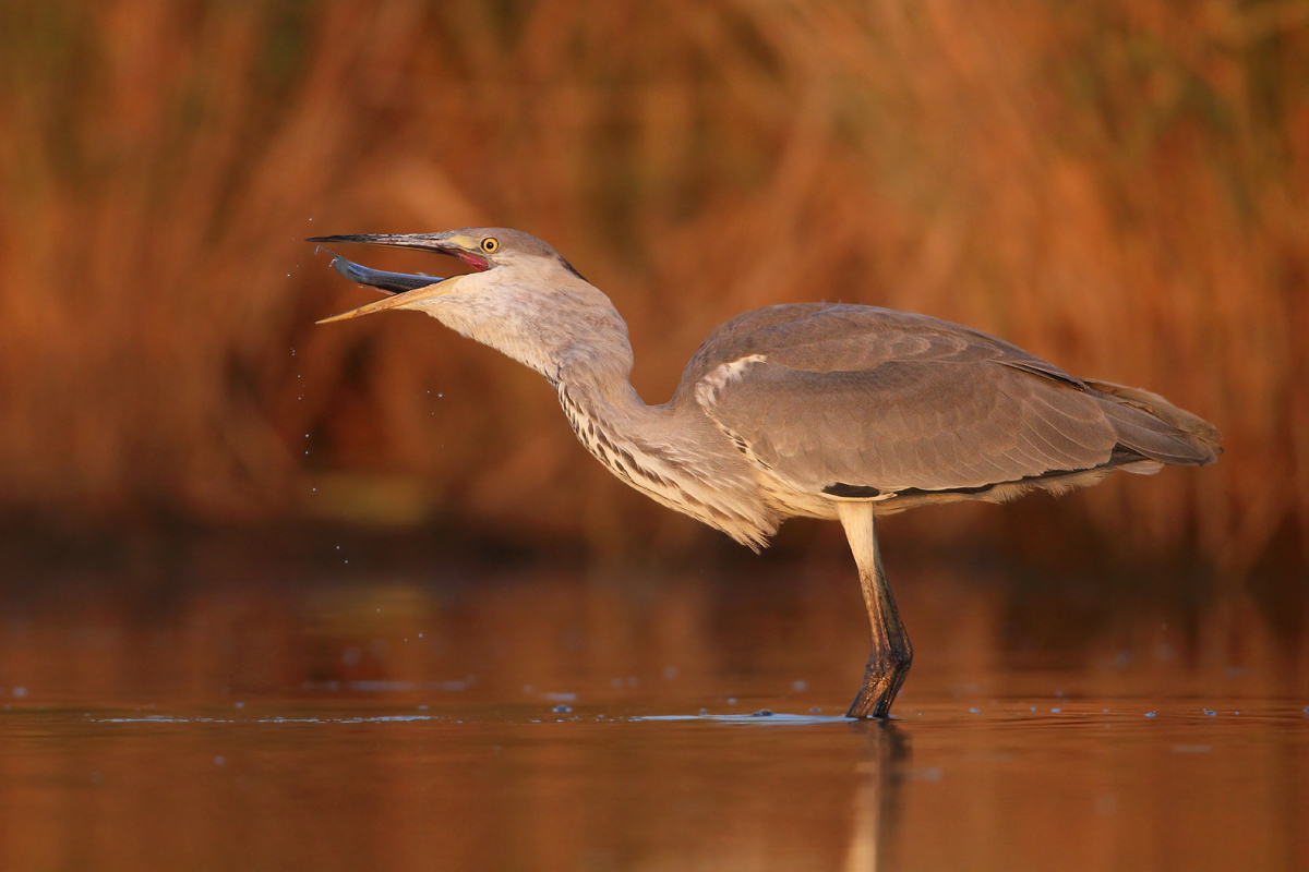 They dine with Cephalus