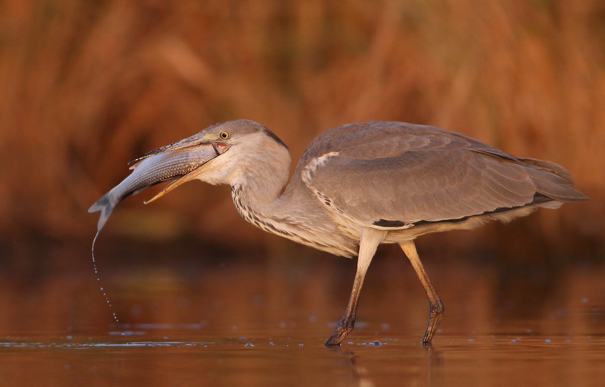 They dine with Cephalus