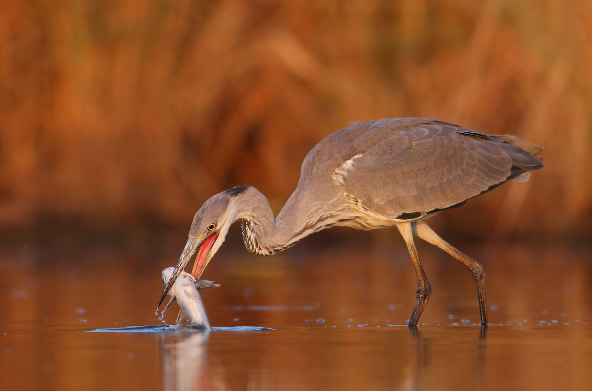 They dine with Cephalus