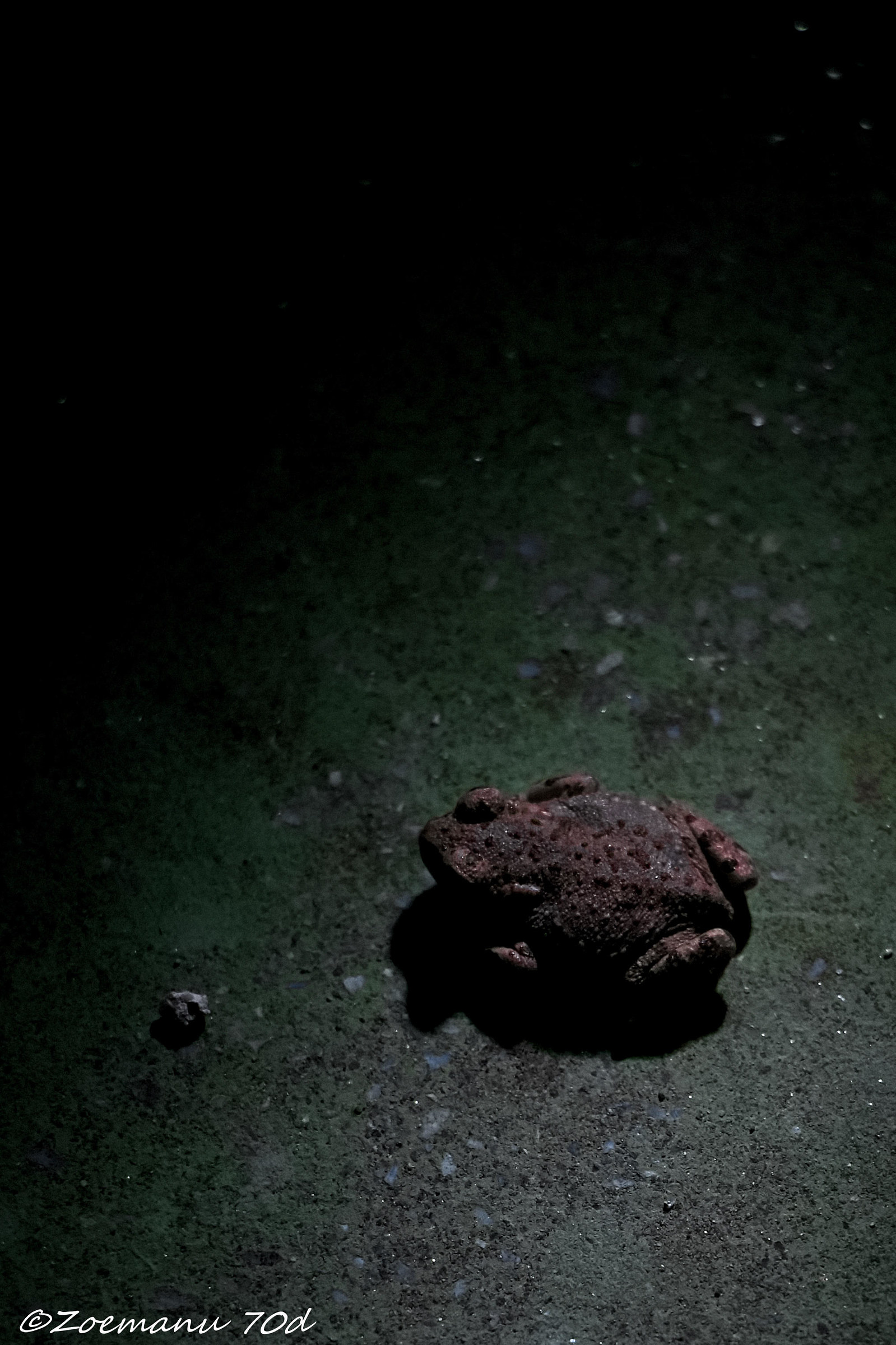 Il principe ranocchio!