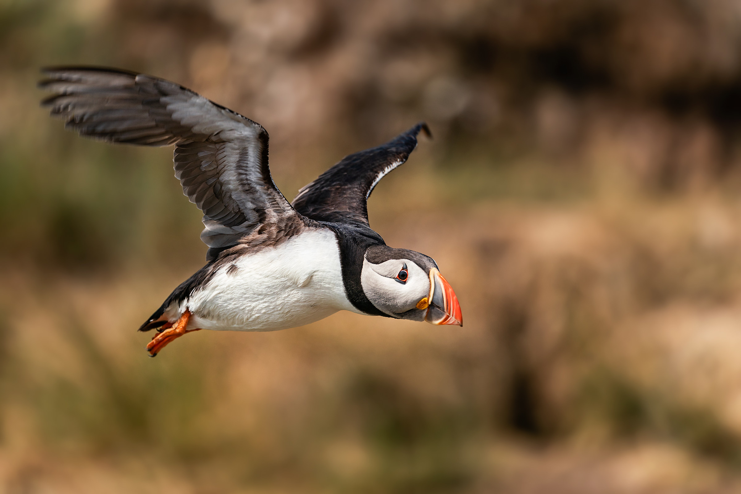 Puffin in partenza