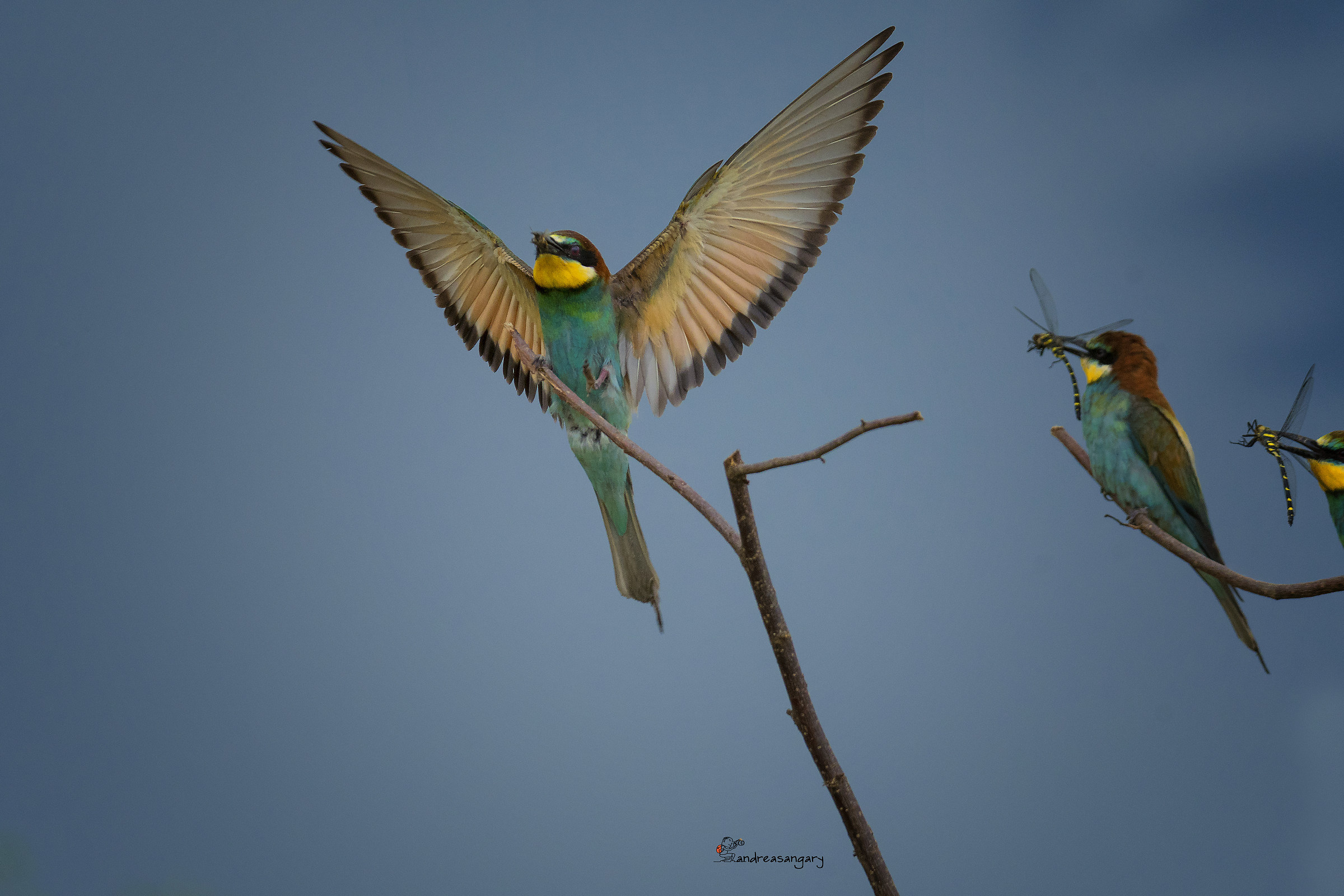 Come sfamare i piccoli gruccioni