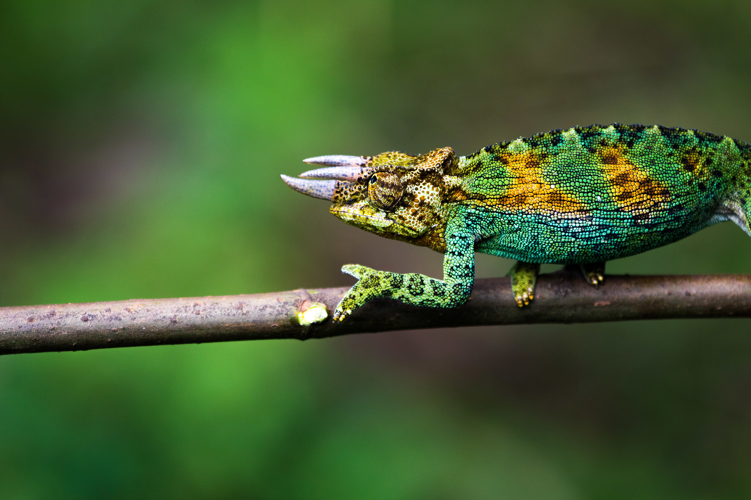 three horned chameleon