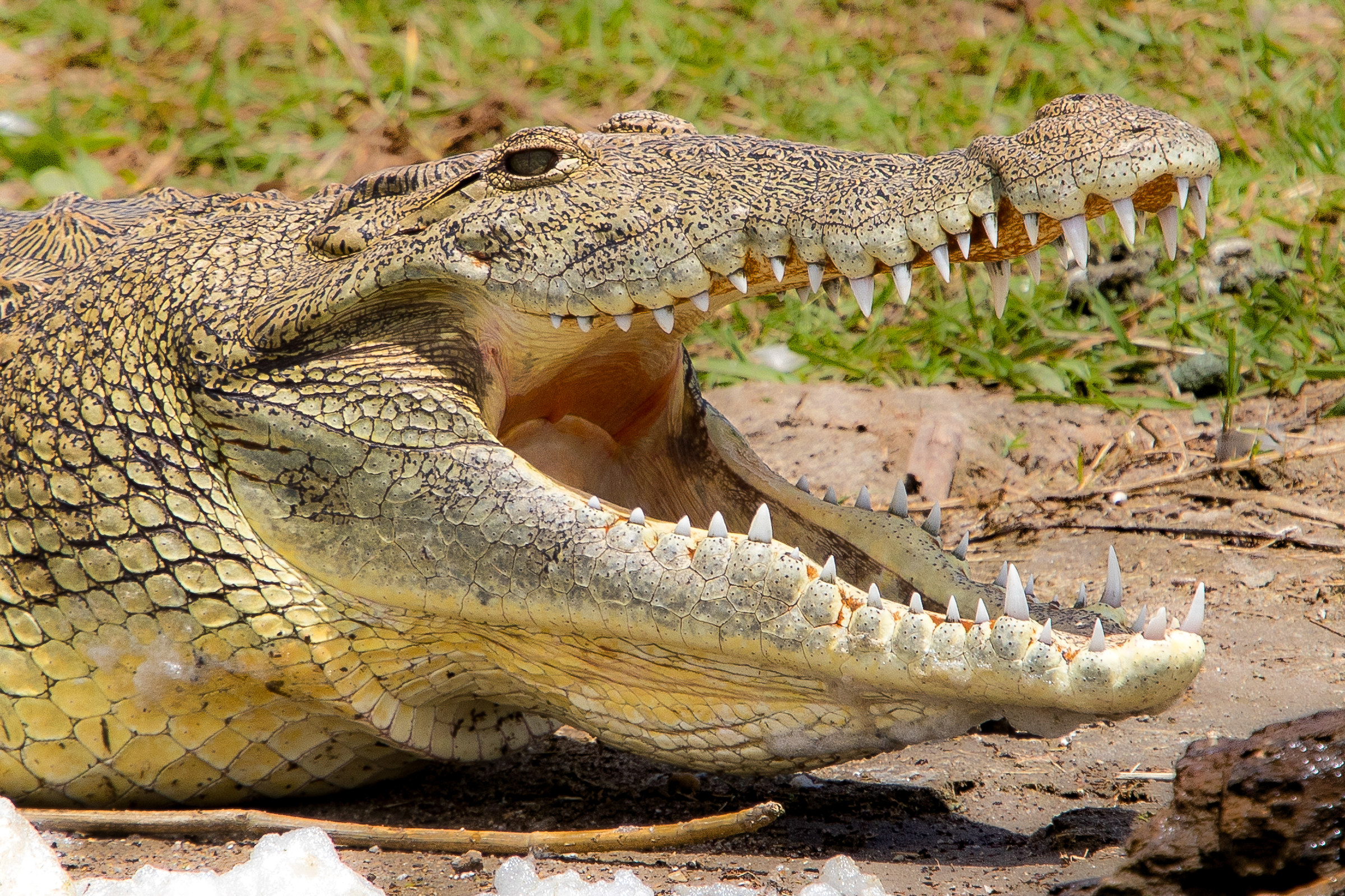 nile crocodile