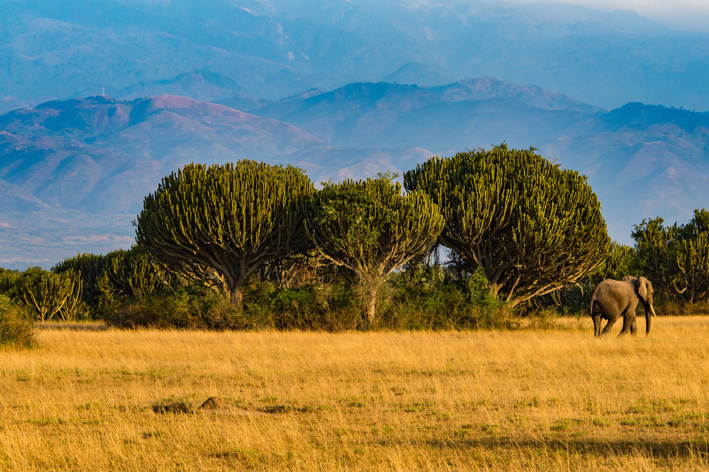 queen Elizabeth national park