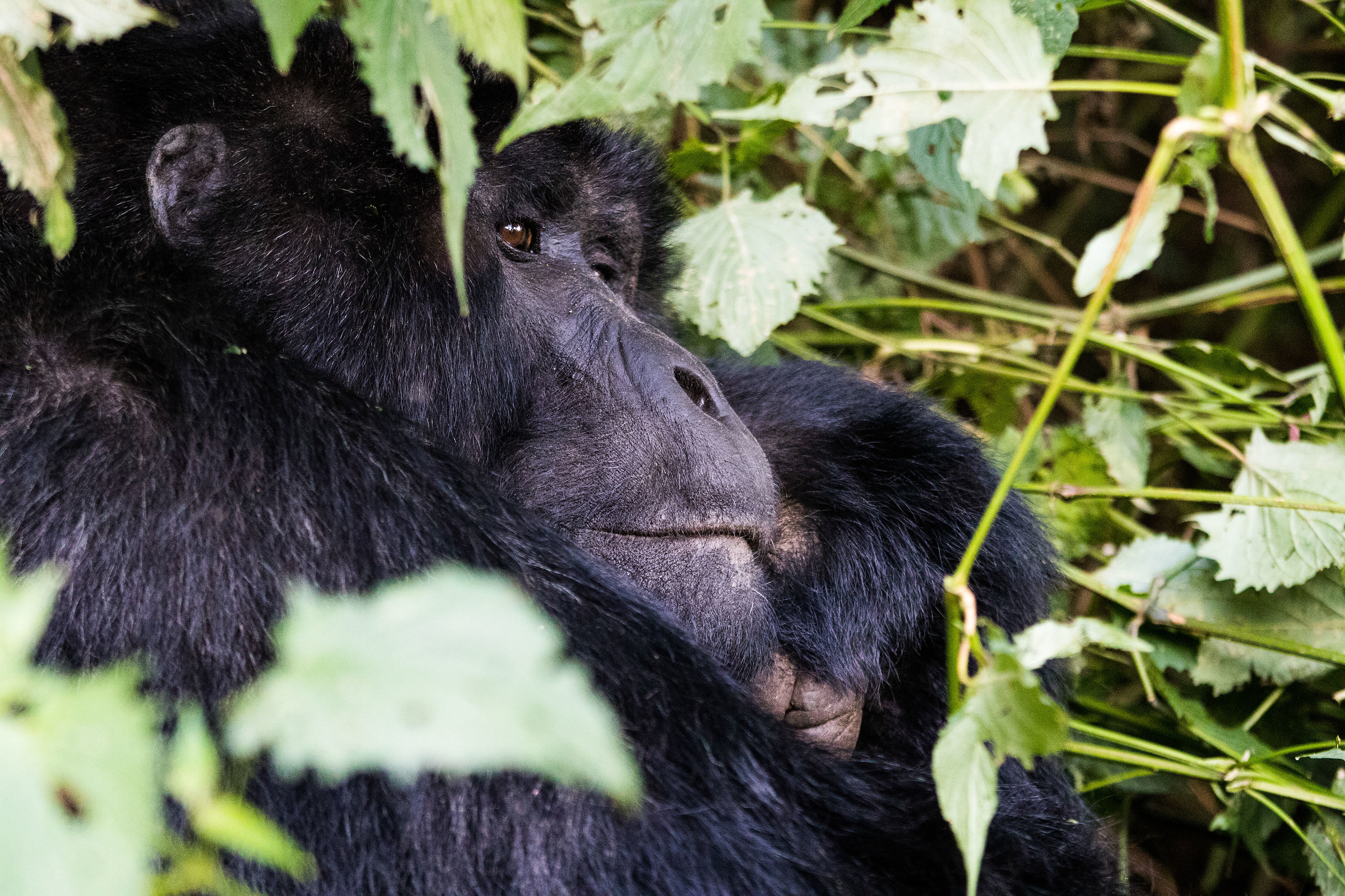 la fierezza del silverback