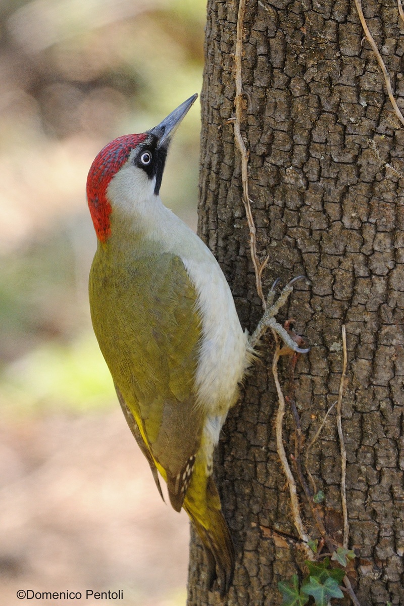 Green Woodpecker Female