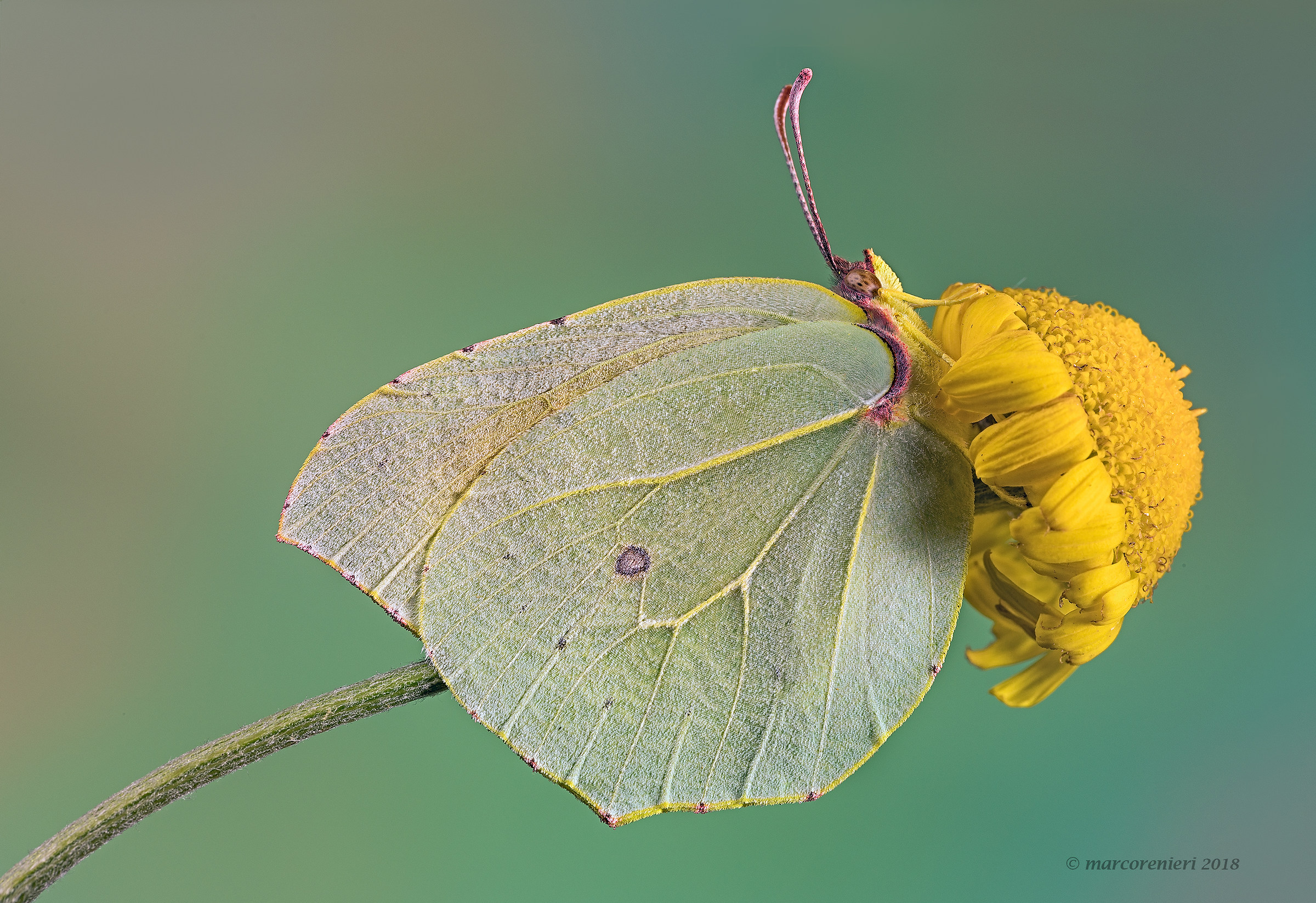 Gonepteryx Cleopatra