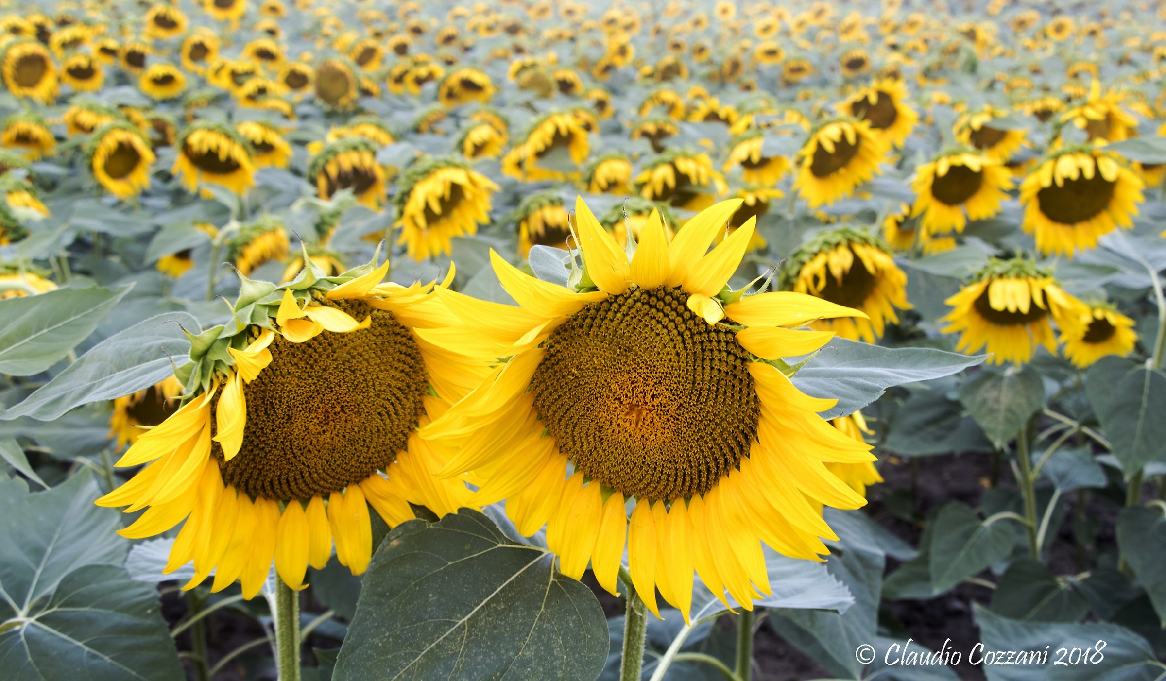 Waiting for the sunset, neighbors neighbors