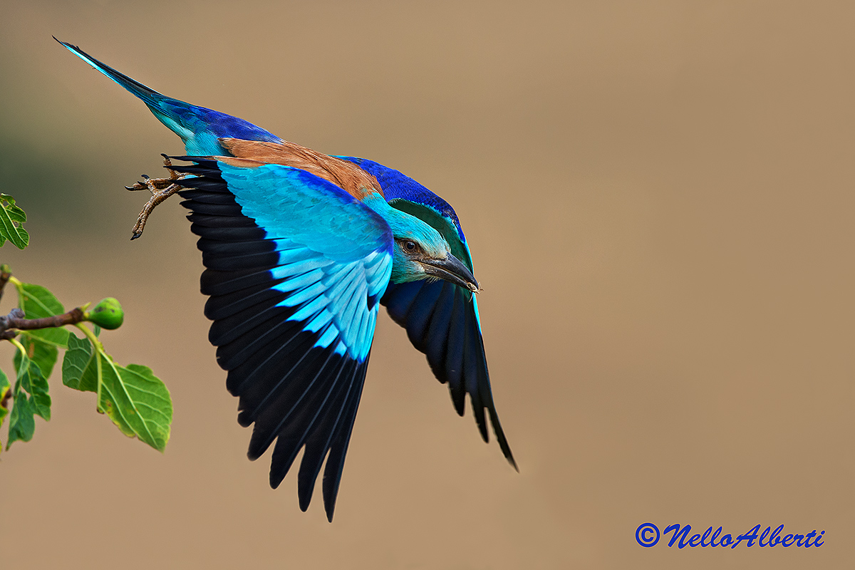 European roller in flight 2