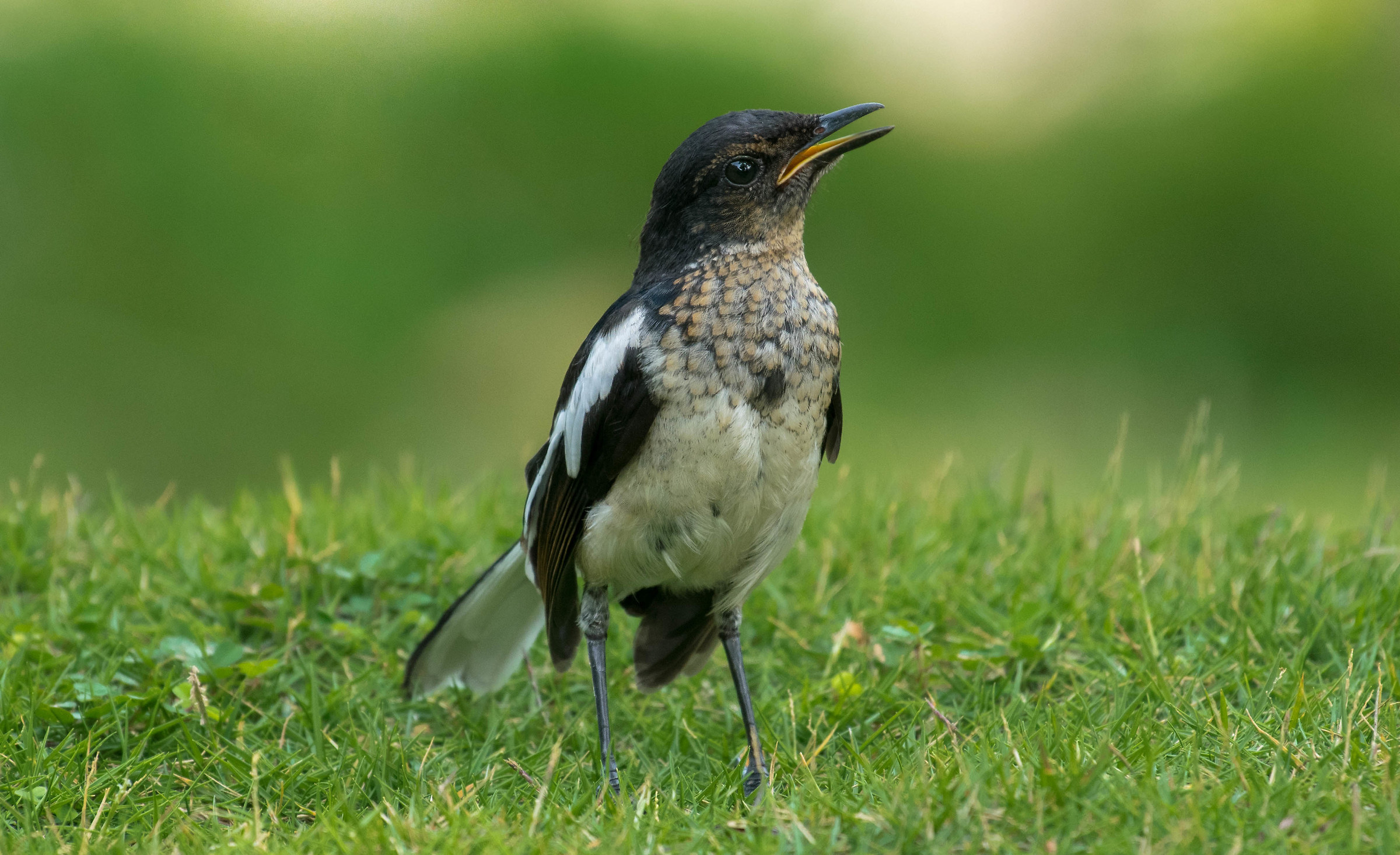 Oriental Magpie Robin Female