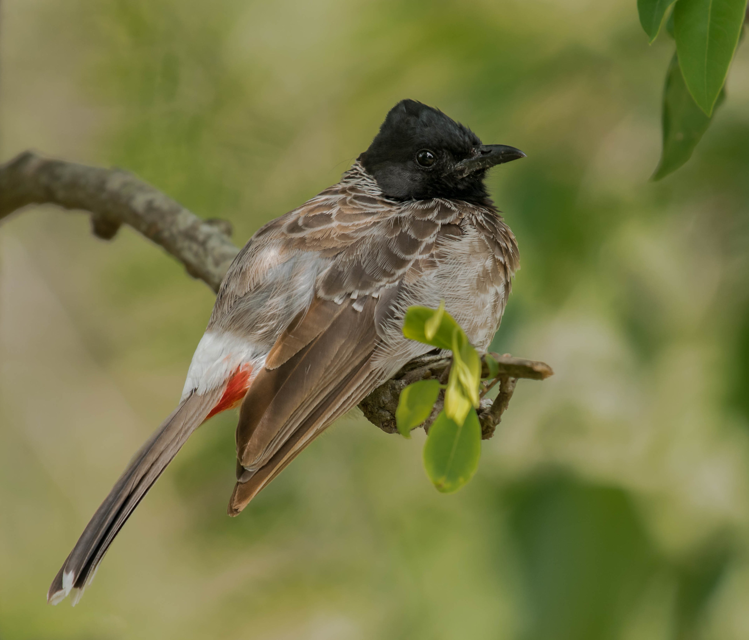 Red Vented Bulbul