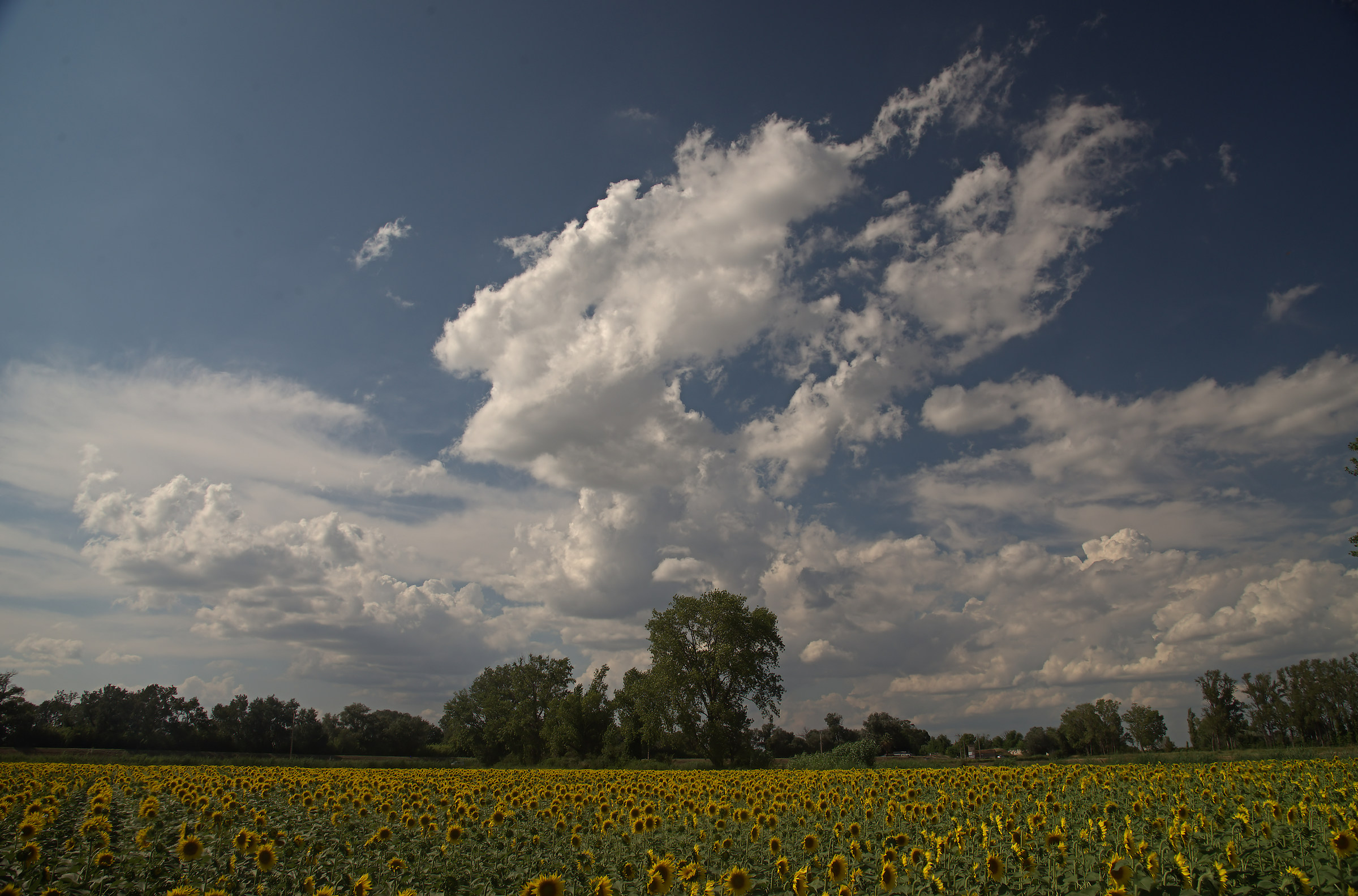 Sunflower Field